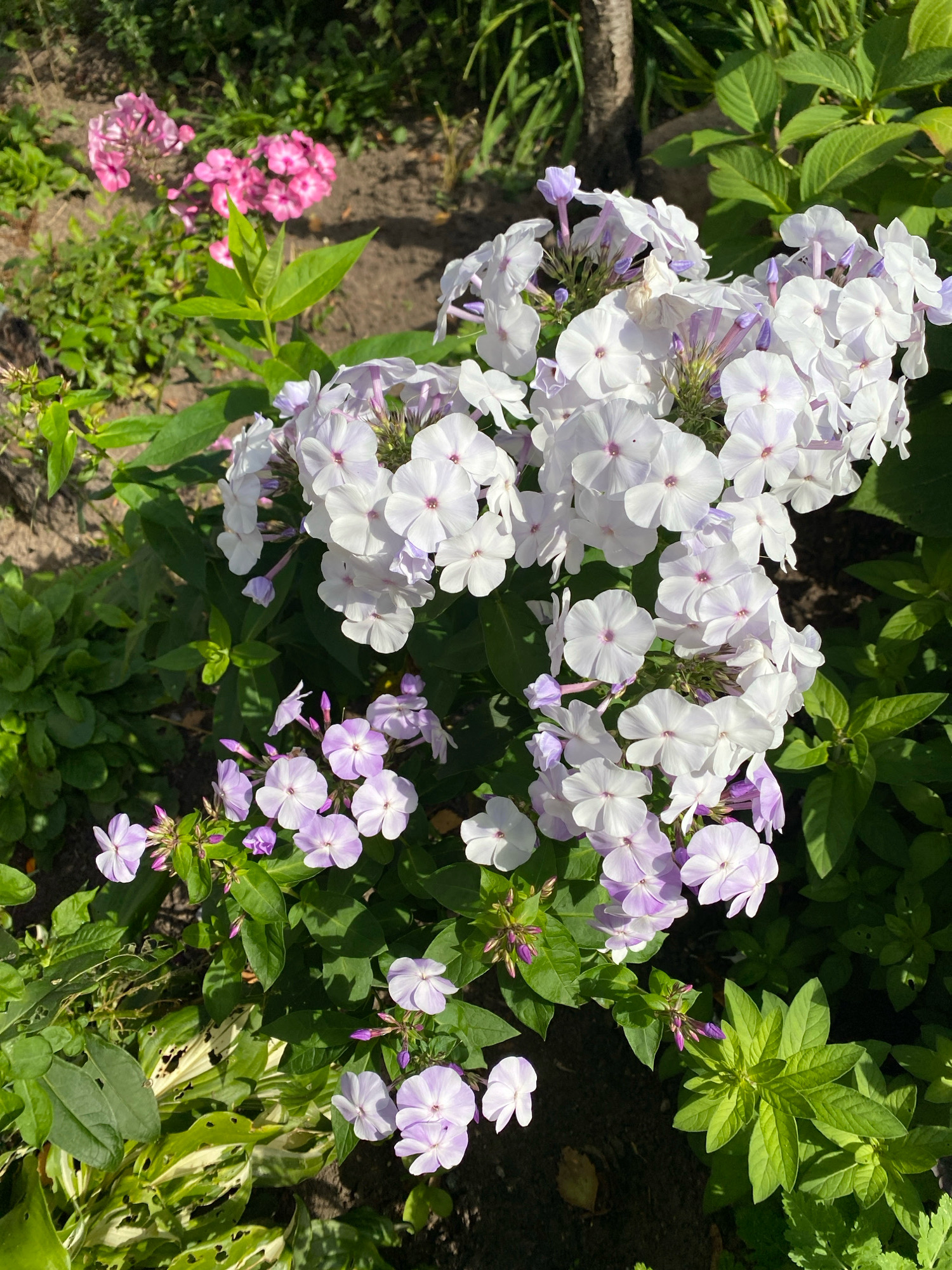 The image shows a close-up view of a garden bed in Ivanteyevka, Russia. The primary subjects are clusters of white and light purple phlox flowers in full bloom. The flowers are densely packed and have delicate petals with darker centers. Green foliage surrounds the flowers, some of which appears to be hosta with variegated leaves. The ground is dark soil, with some scattered dry leaves. In the background, there are more pink flowers and green plants, suggesting a well-established garden. The lighting suggests it is daytime, with sunlight casting shadows. There are no people or animals visible in the image.