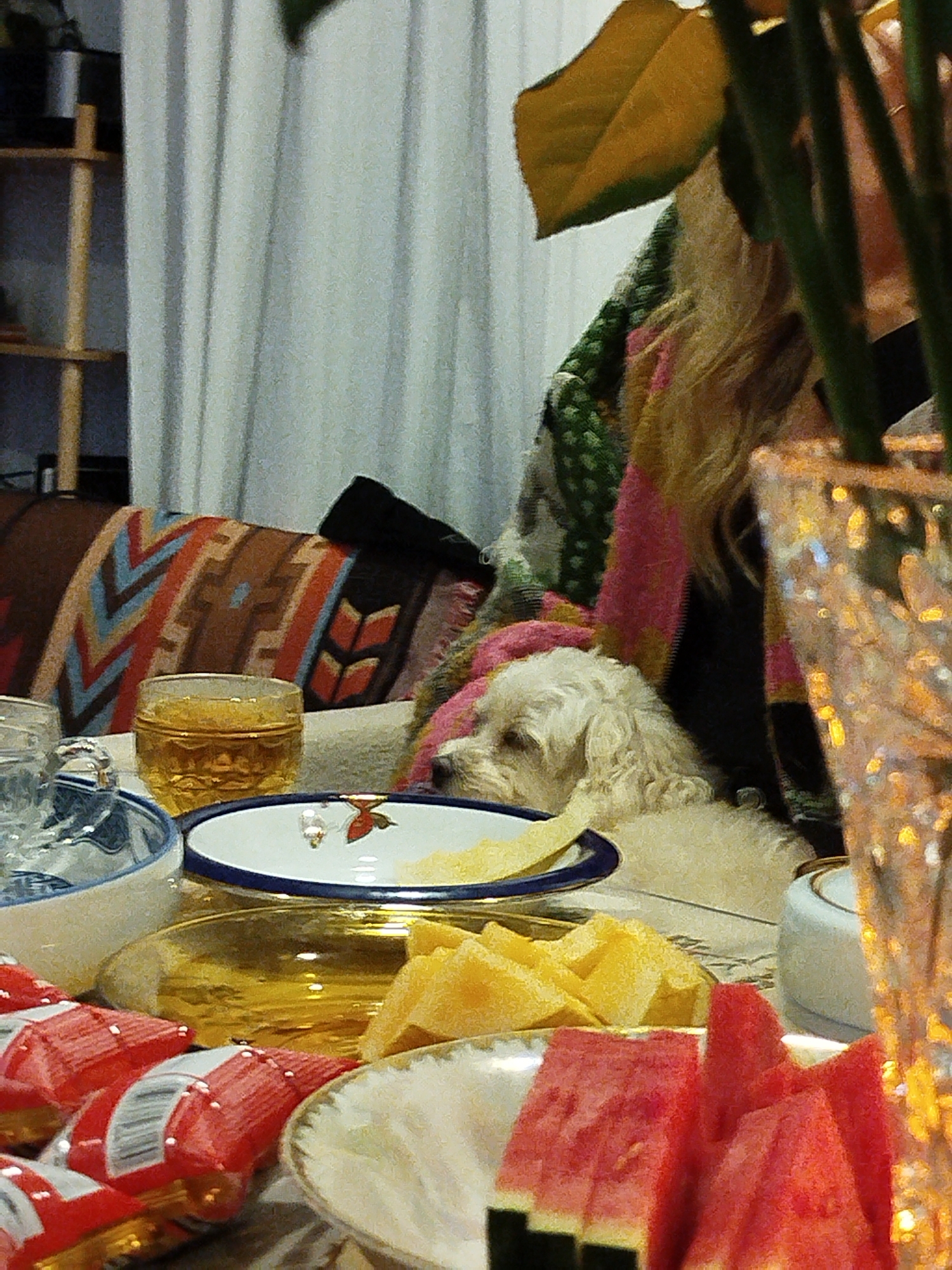 A close-up indoor shot features a table laden with food and beverages, with a white dog resting near a person. On the table, there is watermelon, pineapple, and other snacks. There is also a glass of a yellow-tinted liquid, possibly juice or a cocktail. A portion of a crystal vase and a woman with blonde hair is visible on the right side of the image. In the background, there is a couch with a patterned cushion and a white curtain. The setting appears to be a living room or dining area. The location, Lạc Dương, Vietnam, cannot be determined from the visual information provided.