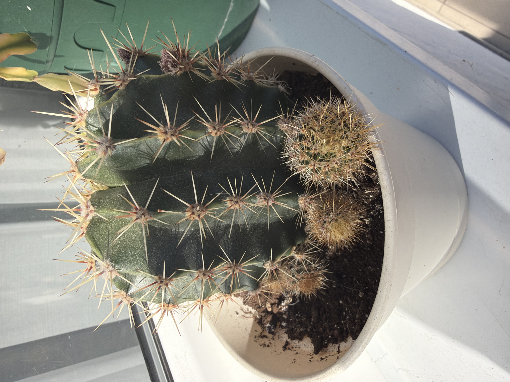 A potted cactus is prominently featured in this high-angle, overhead shot, resting on a white windowsill or ledge. The main cactus is large, dark green, and has distinct vertical ribs. Along these ribs, numerous areoles bear clusters of long, sharp, light-colored spines that transition from reddish-brown at their bases to pale tan or white at their tips. Some of these areoles also show fuzzy, brownish or purplish remnants, possibly indicating old flower buds or growth points.
Clustered around the base of the main cactus, within the same white pot, are several smaller cacti, often referred to as pups. These smaller cacti are densely covered in finer, shorter, yellowish-brown spines, giving them a lighter, more golden appearance compared to the main plant. The soil in the white pot appears dark and somewhat dry.
In the upper left background, part of another plant is visible, featuring flat, segmented, light green to yellowish leaves, one of which has a reddish tint. A green plastic container or pot is partially seen behind this plant. The white windowsill or ledge where the cactus sits shows some minor dust or dirt. The strong, direct natural light, likely from a window, casts clear shadows, suggesting it is daytime and sunny. There is no specific activity taking place, and no emotions are conveyed. No text is visible in the image. The location context provided is Sochi, Russia.