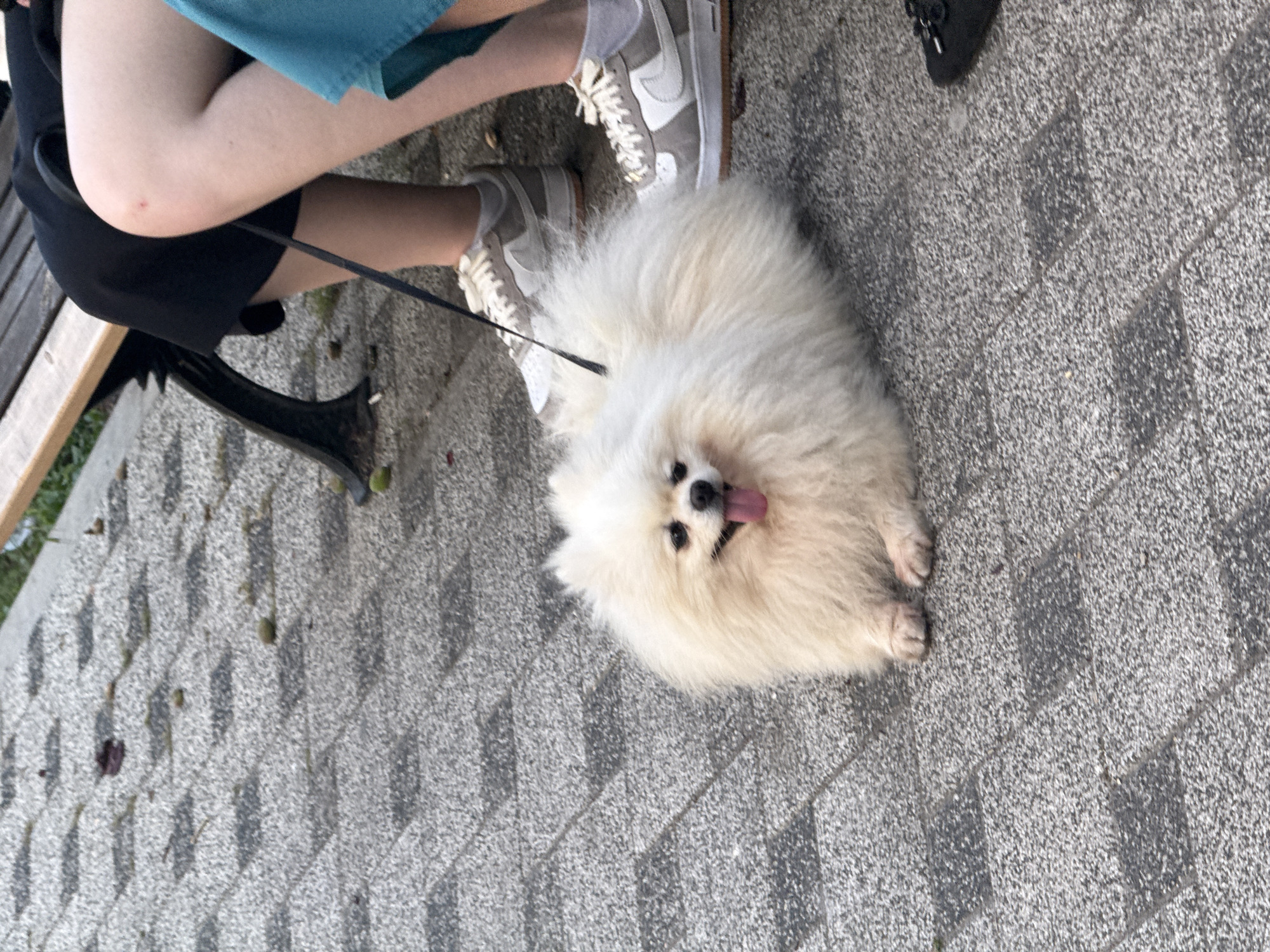 An outdoor, eye-level, medium shot shows a fluffy white Pomeranian dog lying on a gray paved surface. The dog is facing slightly left, with its mouth open and tongue hanging out, appearing happy. Its fur is thick and voluminous. A black leash is attached to the dog and extends out of frame to the top left. To the right of the dog, the lower legs and feet of two people are visible. One person is wearing gray sneakers and white socks, and the other is wearing black shoes. They are both seated on a wooden and metal bench, with the bench back and legs visible in the upper right and left corners of the image. The ground is paved with square, gray tiles, and some scattered brown debris is visible on the ground. The background is out of focus but appears to be a park or outdoor seating area.