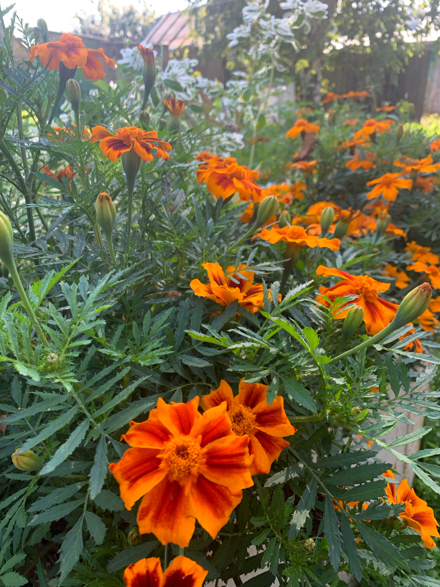 A close-up, eye-level shot captures a vibrant cluster of orange marigolds in a garden. The flowers, in various stages of bloom from buds to full blossoms, feature layered petals with a deep red or maroon hue near the center, transitioning to bright orange on the outer edges. The foliage is a deep green, with feathery, serrated leaves. In the background, out of focus, are more marigolds and some delicate white flowers, possibly snow-on-the-mountain. A hint of a wooden fence and a greenhouse structure can be seen through the greenery, suggesting a residential backyard setting in the city of Chishmy, Russia. The lighting indicates it is likely daytime, with sunlight filtering through the leaves and casting a soft glow on the scene. No people or animals are present.