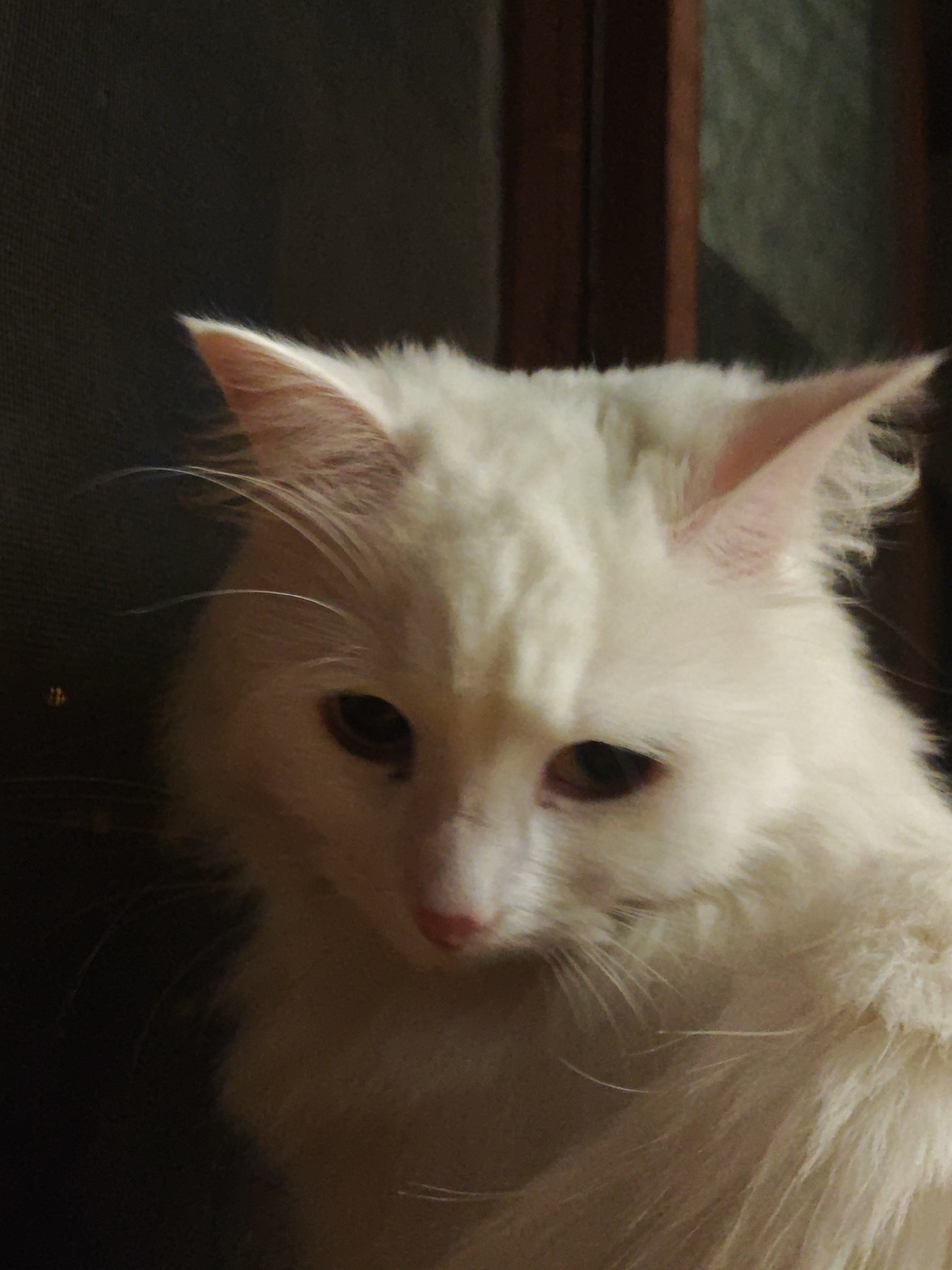 A close-up, eye-level, medium shot captures a fluffy white cat with green eyes and a pink nose. The cat is positioned in the center of the frame, looking downwards and slightly to the left. Its fur appears soft and voluminous. The background is dark and out of focus, with hints of wooden vertical structures and a dark, textured surface on the left. The lighting is dim, with a warm glow illuminating the cat's face. The overall impression is one of gentle curiosity and a slightly melancholic gaze. The image does not contain any information that would allow for the determination of its location within the city of Odesa, Ukraine.