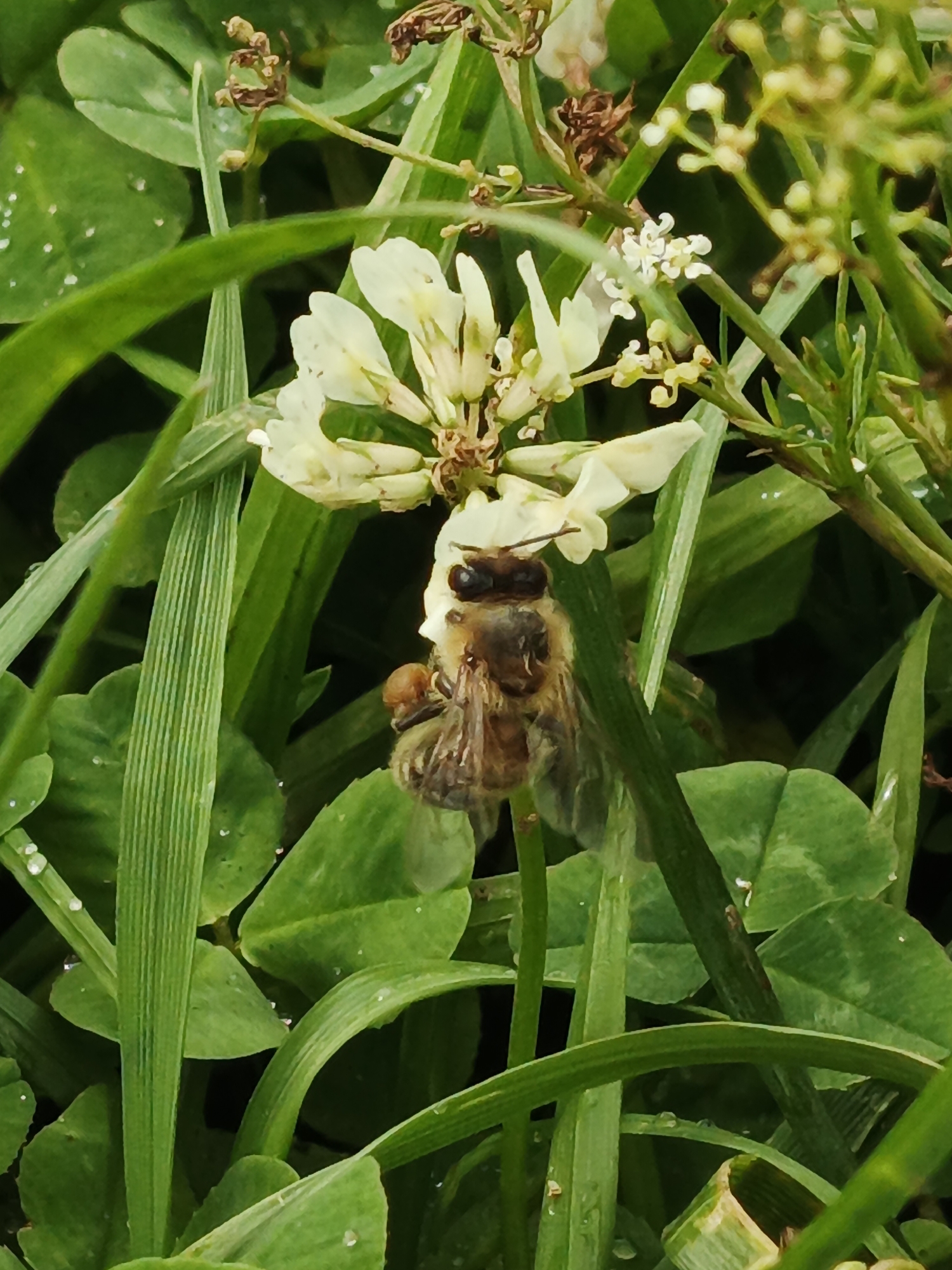 A close-up, eye-level shot captures a honey bee foraging on a cluster of small, creamy-white clover flowers amidst lush green grass and foliage. The bee, its body textured with brown and yellow stripes, is positioned centrally, its head angled downwards towards the flower. One of its hind legs appears to be collecting pollen. The surrounding environment is characterized by dew drops clinging to the grass blades and clover leaves, indicating a moist or recently rained-upon setting. The background is a blur of green and brown, suggesting a natural, outdoor environment, likely a meadow or garden in Medvedyovka, Russia.