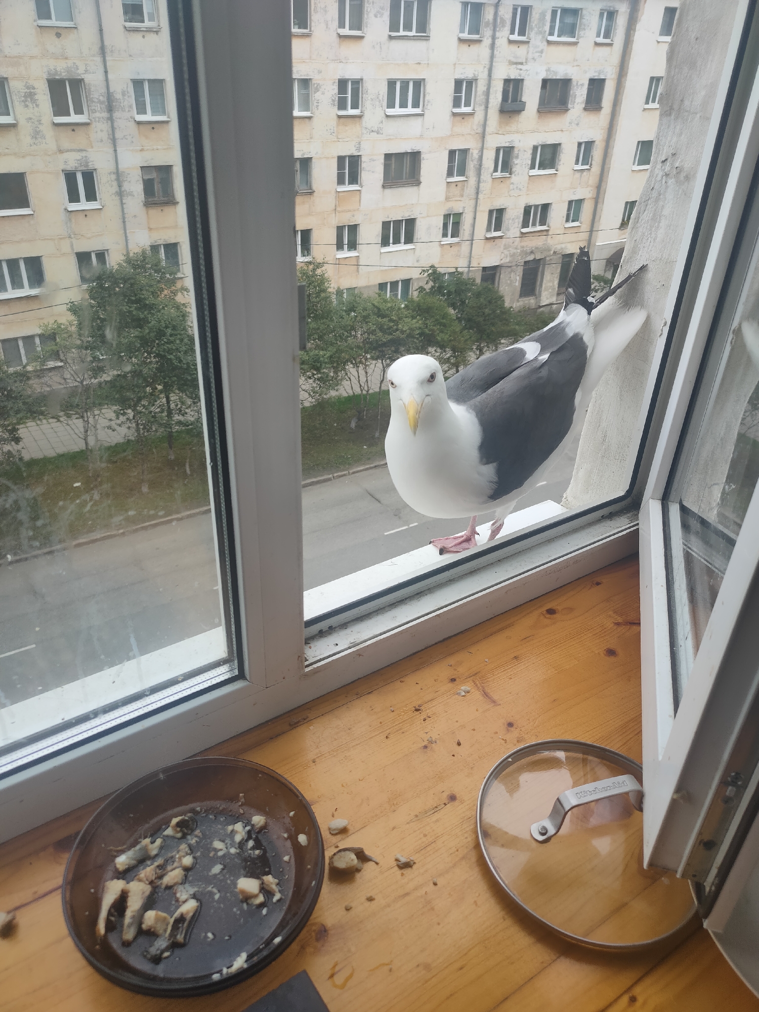 A seagull stands on a windowsill, looking directly at the camera. The gull is predominantly white with grey wings and back, and has a yellow beak and pink feet. Behind the gull, a building with multiple windows is visible, suggesting an urban environment. In the foreground on the windowsill, a dark brown, nearly empty plate with remnants of food is present, along with a glass pot lid with a "KitchenAid" logo on the handle. The windowsill itself is made of wood. The overall scene is consistent with a residential setting in the city of Magadan, Russia, likely a balcony or apartment window, where urban wildlife encounters are common.
