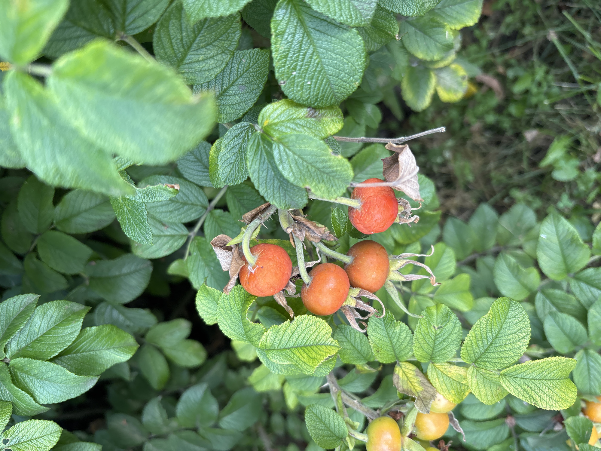 The image depicts a close-up view of a rosehip bush with ripening rosehips and green leaves. The rosehips are predominantly orange-red and some are still yellow-green, indicating different stages of ripeness. The leaves are a vibrant green, with some showing signs of slight yellowing. The background consists of more foliage and a hint of green grass on the ground, suggesting an outdoor setting. No people or actions are visible. The scene appears to be a natural, untamed area within a city park or garden in Naberezhnye Chelny, Russia.