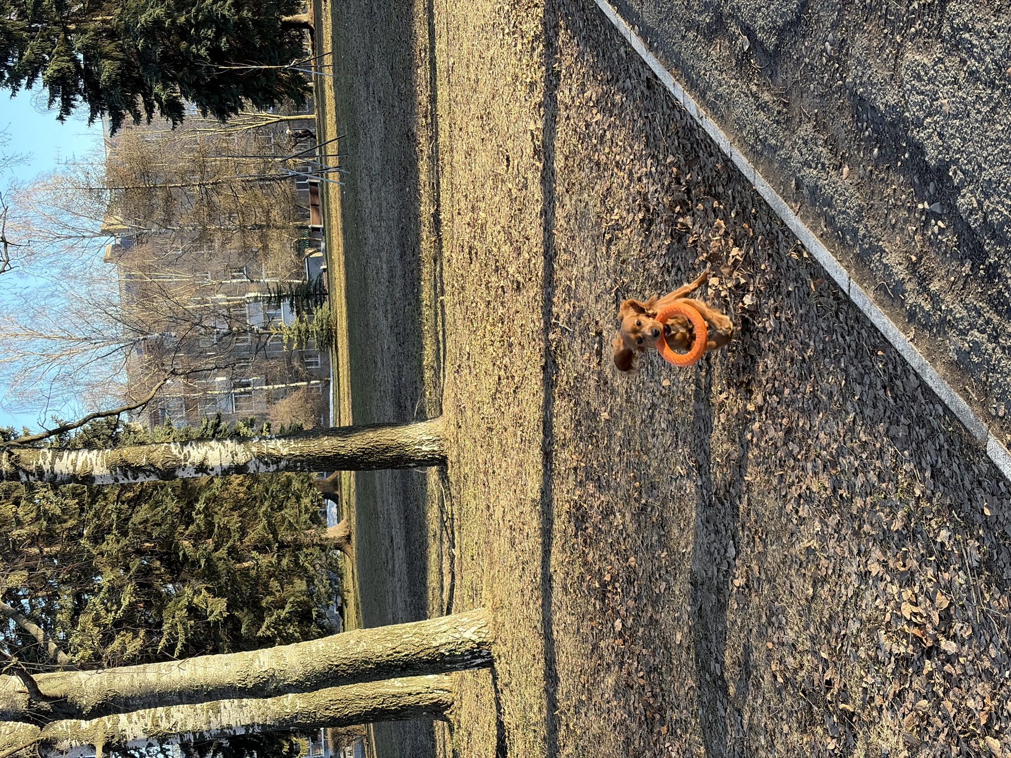 A medium-sized, brown dog is holding an orange circular toy in its mouth. It stands on a grassy area covered with fallen leaves near a sidewalk. In the background are trees and buildings, indicating an urban park setting. The image was taken in Izhevsk, Russia.