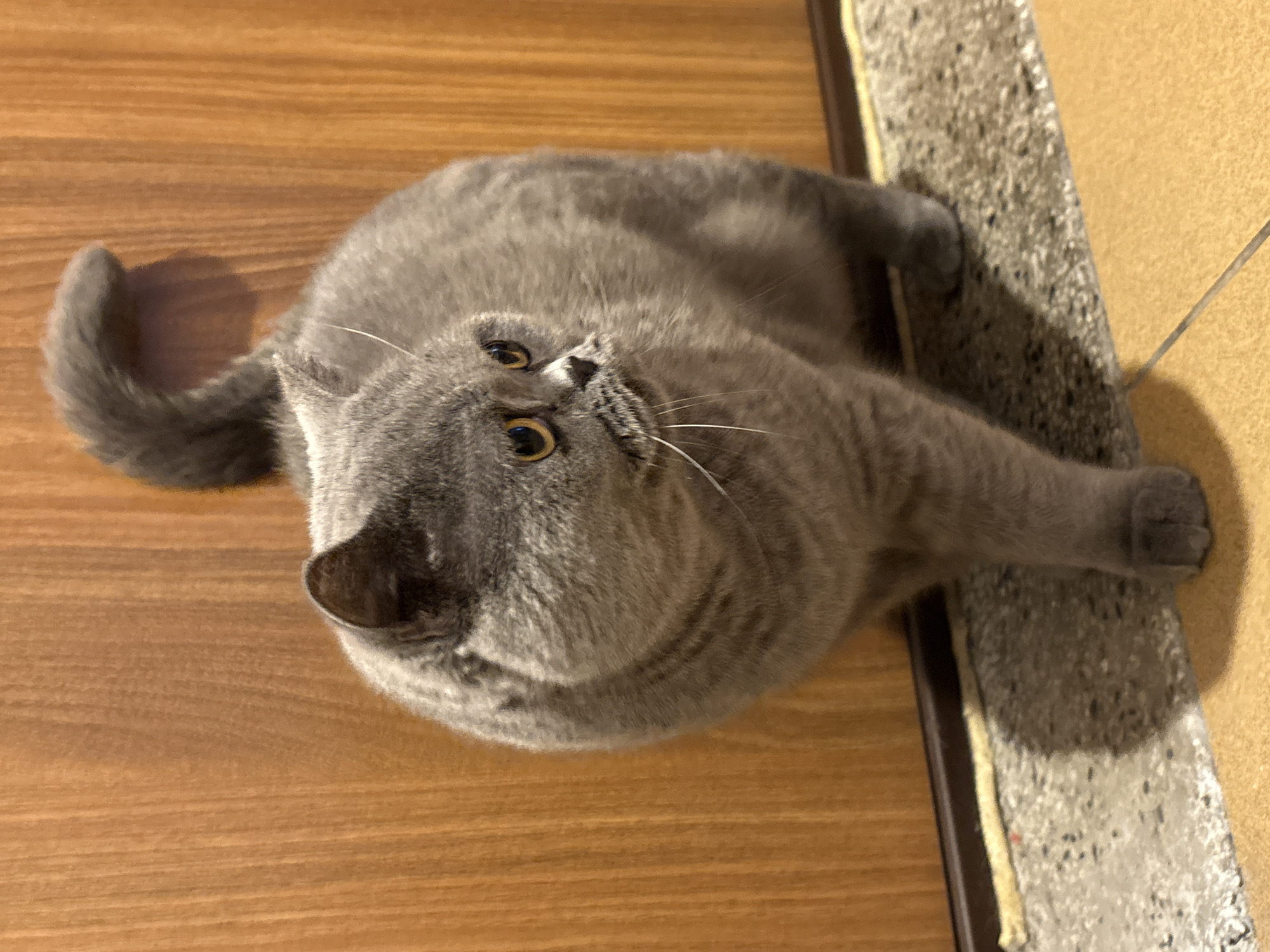 A gray British Shorthair cat lies on its side, partially on a wood-patterned floor and partially on a gray and white textured surface with a dark border. The cat's tail curls upward on the wood floor. Its eyes are yellow and it is looking upward. The scene takes place indoors, with a yellow-tiled wall visible adjacent to the textured surface. There is no information about whether this photo was taken in Burgas, Bulgaria.
