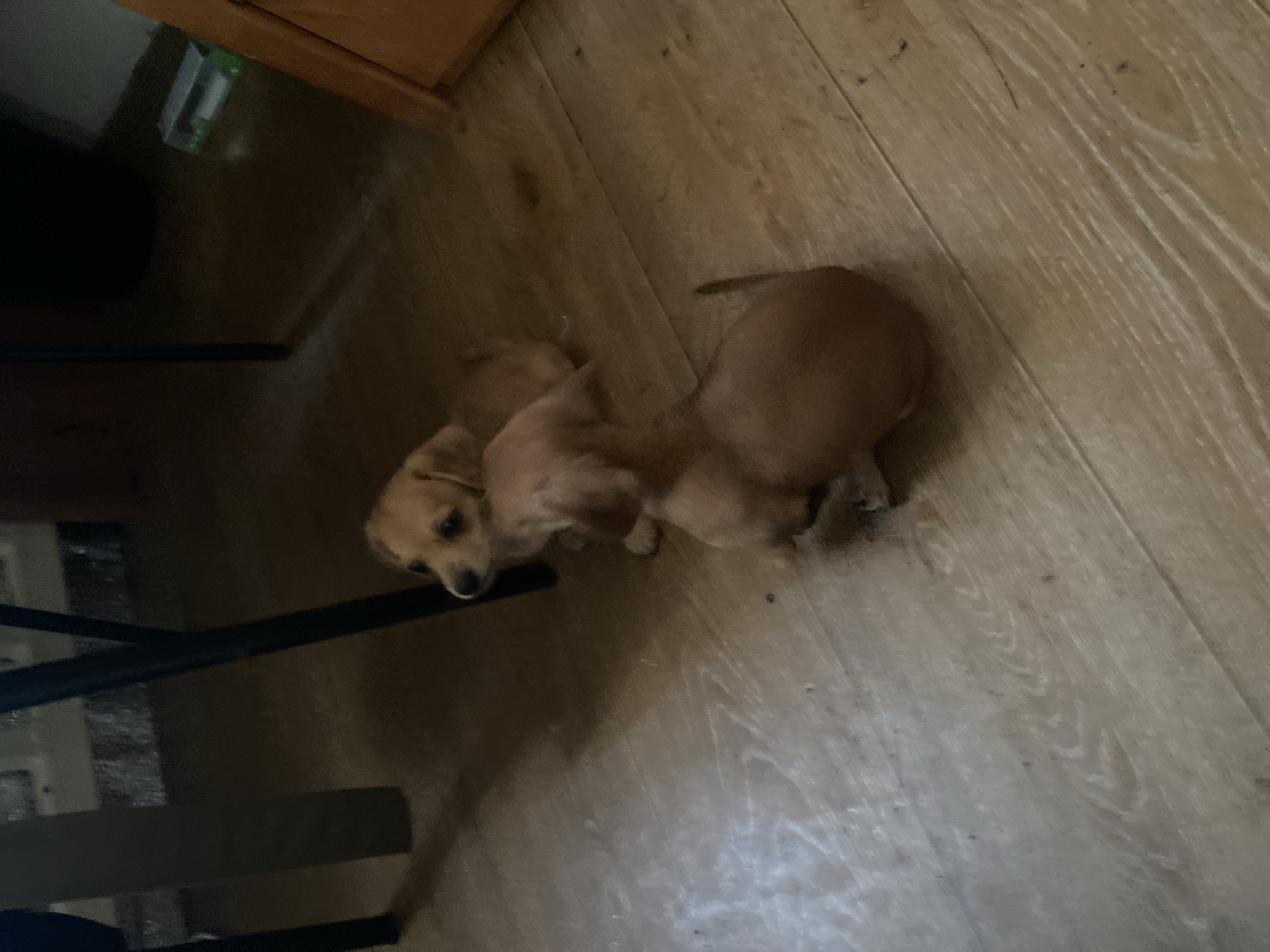 The image shows two light brown puppies on a wooden floor. One puppy is in the foreground, facing away from the camera and towards the right. The second puppy is in the background, facing left and looking slightly upwards. They are both under a dark-colored furniture leg, possibly a table or chair. The environment appears to be indoors, with a light-colored wooden floor and shadows cast by furniture. There is no indication of the city of Dnipro, Ukraine, or any specific urban location. The image is a close-up of the puppies and the floor.