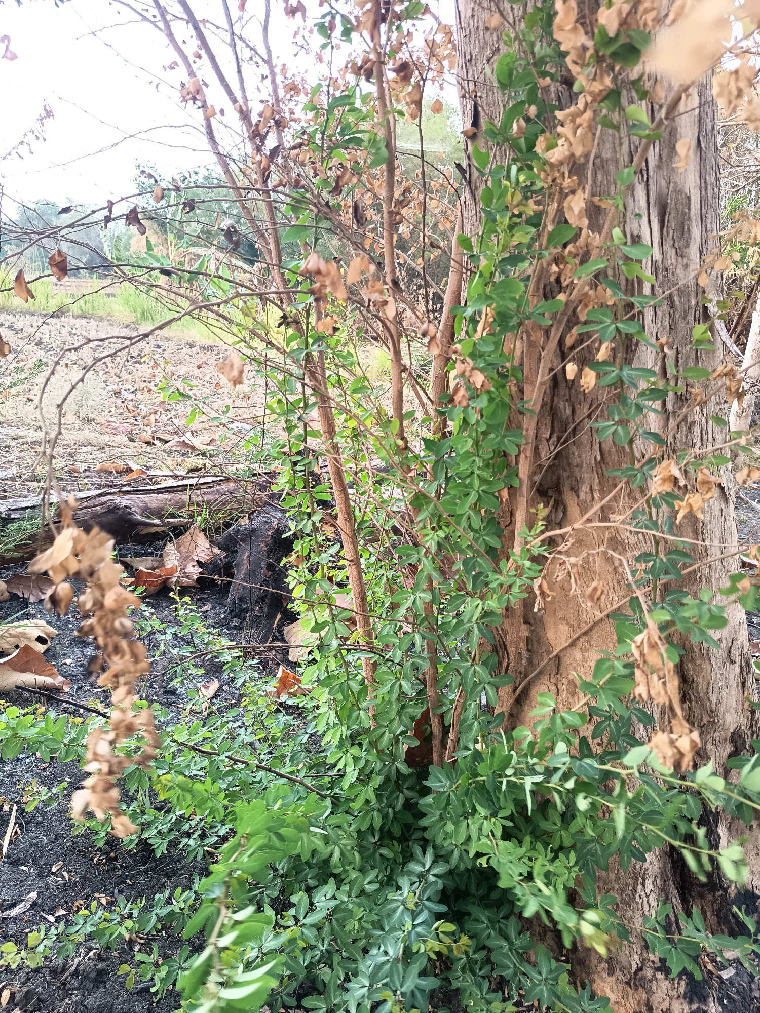 The image captures a close-up view of a tree trunk and surrounding vegetation, with a background suggesting a rural or natural setting. The tree trunk is large and textured, with a dark, rough bark. Several thin branches sprout from the trunk, some covered in small, green leaves, while others are bare and covered in dried, brown foliage. At the base of the tree, a dense growth of low-lying green plants is visible, contrasting with the dry leaves scattered on the dark ground. There is evidence of burnt material on the ground, including charred wood. The overall impression is one of nature's resilience, with new growth emerging amidst signs of past fire or decay. The location is specified as Sidorejo, Indonesia. There are no people or animals present in the image, and no specific actions or interactions are depicted.