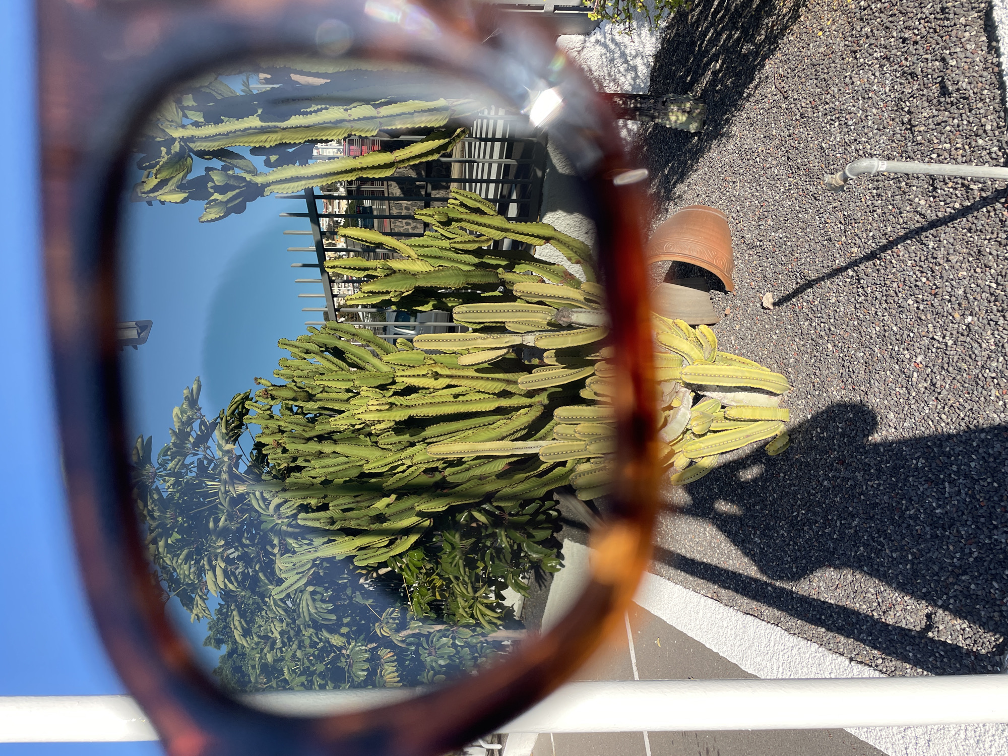 The image captures an outdoor scene viewed through the blurred, tortoiseshell-patterned frame of sunglasses, which partially obstructs the foreground. The central subject, seen clearly through the sunglass lens, is a large, lush green, multi-branched succulent plant, resembling a cactus or euphorbia, with distinct ridges along its segments.
Behind the prominent plant, under a bright, clear blue sky, are glimpses of other green trees and bushes, and a dark metal fence or railing. The ground outside the sunglass view is covered with dark grey gravel or small stones. Visible on the gravel are a partially broken terracotta pot and a grey pipe with a nozzle. Long, distinct shadows, including the clear outline of a person's head and arm holding a camera, are cast across the gravel, indicating direct and strong sunlight. A white painted line, possibly a curb or pathway marker, runs along the bottom edge of the gravel area, parallel to a white metal railing or pipe.
The scene depicts a sunny day, likely morning or late afternoon given the length of the shadows. The arid-tolerant vegetation and bright conditions are consistent with the provided location context of Santa Cruz de Tenerife, Spain, suggesting a landscaped garden or public area. No visible text is present in the image.