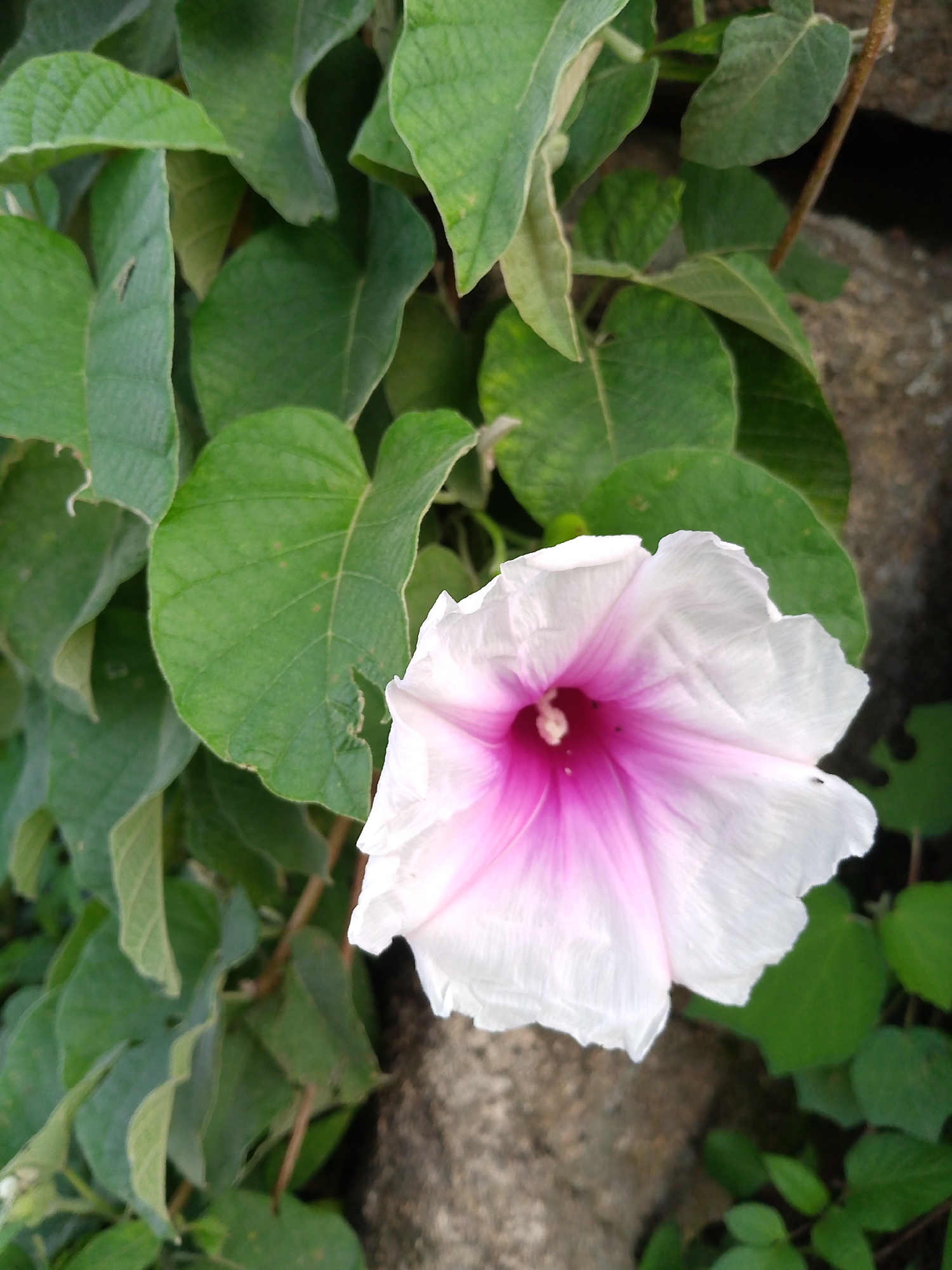 An extreme close-up shot features a blooming white and pink morning glory flower in the foreground. The flower's petals are delicate and have a soft, crinkled texture. The center of the flower displays a vibrant pink hue that fades into white towards the edges of the petals. Surrounding the flower are lush, green leaves of various sizes, some showing slight wear. The background consists of a rough, greyish-brown rock and more out-of-focus green foliage. The scene suggests an outdoor natural setting. The image was taken in the city of Barikin Gidar Kanat, Nigeria.
