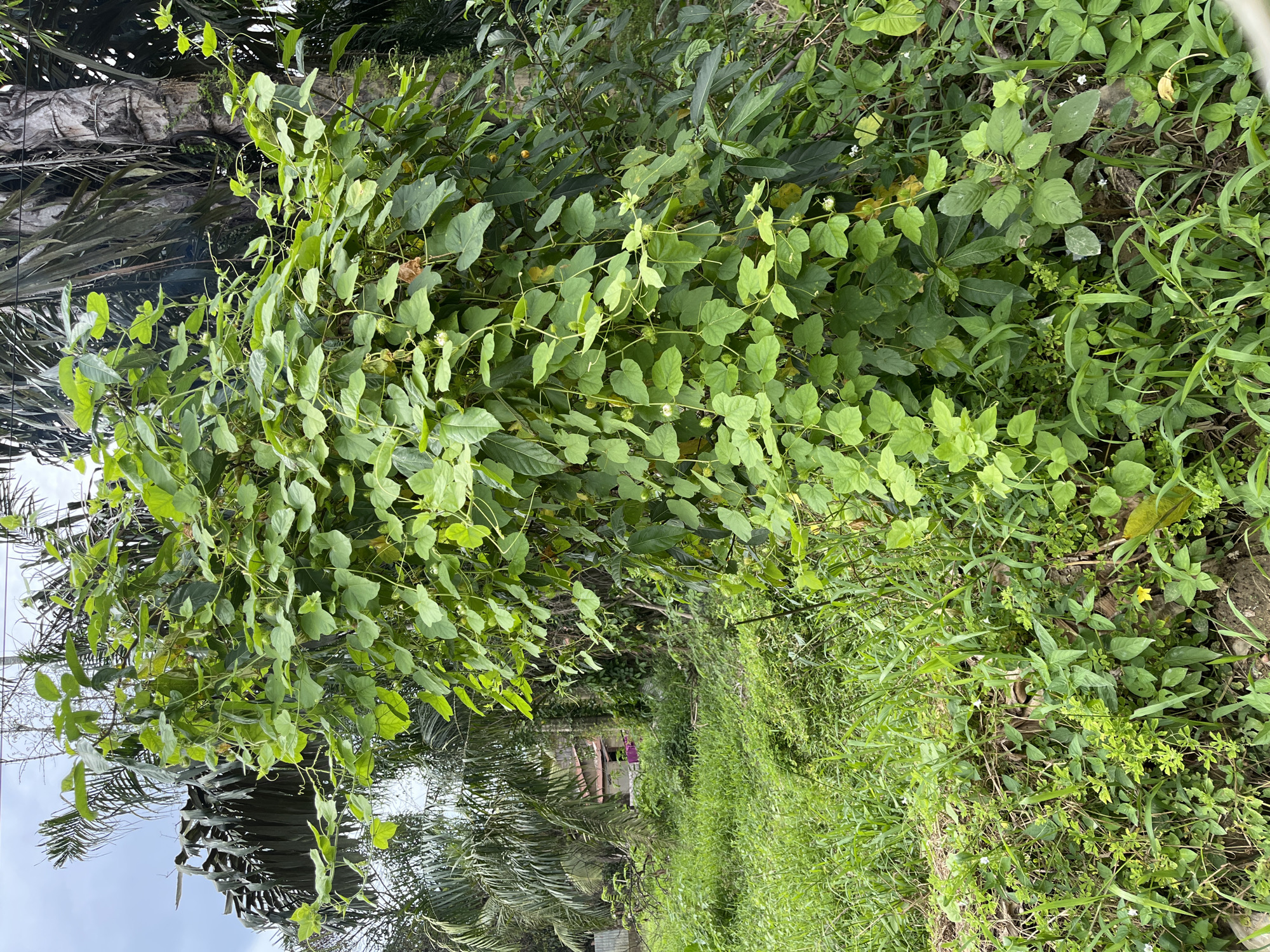 In Benuaraja, Indonesia, a dense, green vine with heart-shaped leaves and small, spiky green fruits is growing up the side of a palm tree. The vine is abundant and covers a large portion of the tree trunk. In the background, the foliage of other palm trees and various other green plants is visible, suggesting a tropical environment. The ground is covered with lush, green grass and other low-lying vegetation. A small, reddish-brown building with a light-colored roof can be seen in the distance, partially obscured by the dense foliage, indicating a rural or semi-rural setting. The sky is overcast.