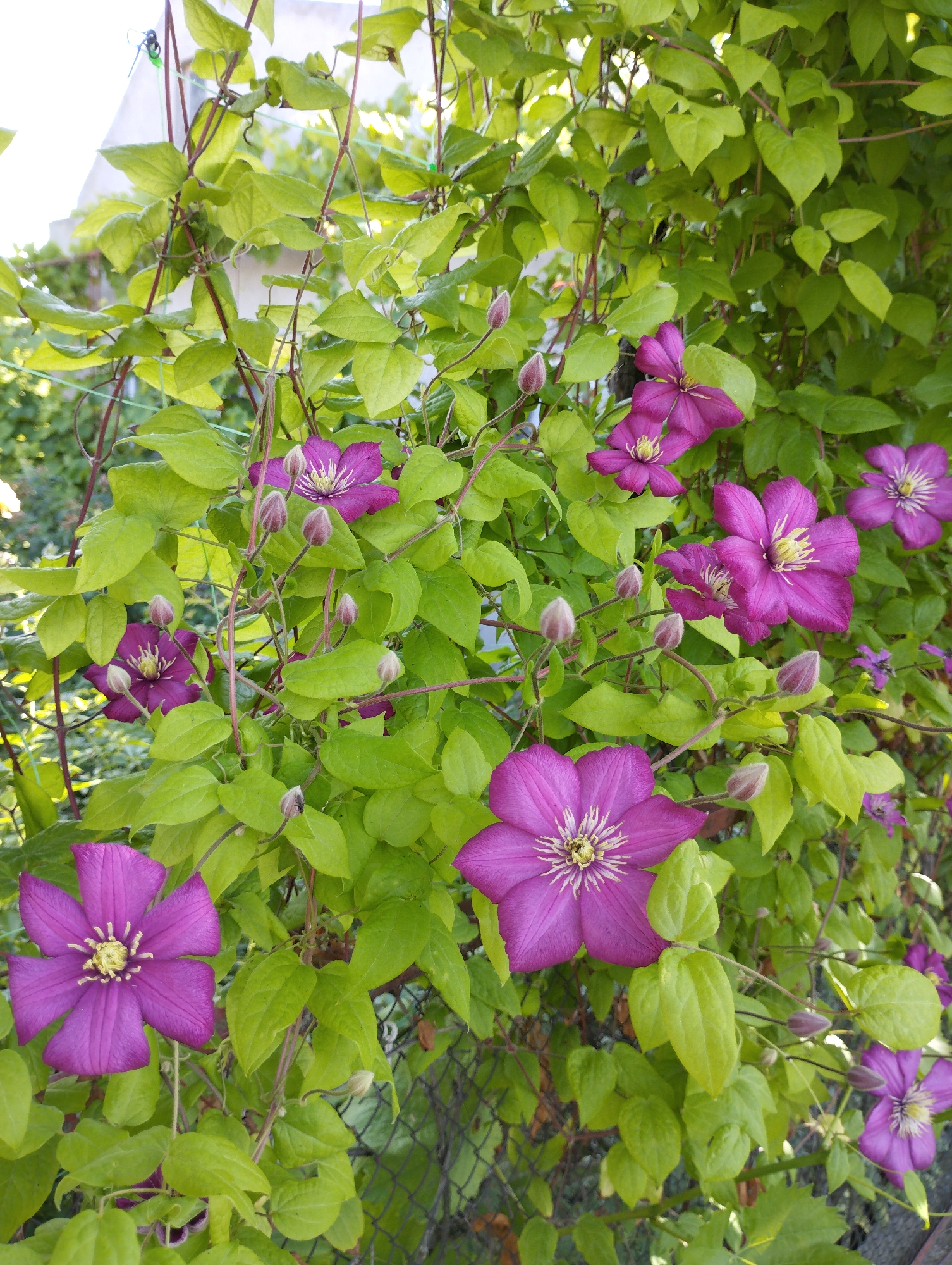 The image shows a close-up of a clematis vine with numerous vibrant purple flowers and buds against a backdrop of lush green leaves. The vine is climbing on a wire fence and a support structure, possibly in a garden setting. The sunlight illuminates the flowers, highlighting their delicate petals and yellow centers. The overall scene is one of natural beauty and vibrant floral display.