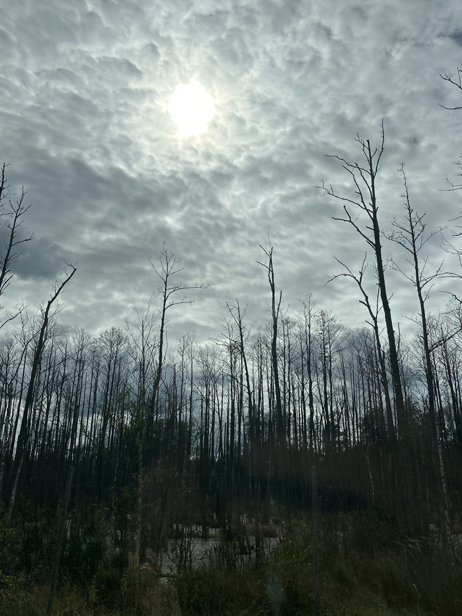 The image depicts a desolate, wooded area under a cloudy sky. The sun is partially obscured by the clouds, casting a bright, diffused light. Numerous tall, bare trees, devoid of leaves, dominate the scene, their branches creating a stark silhouette against the sky. The ground appears to be marshy or covered in shallow water, with some dry grasses and reeds in the foreground. The overall impression is one of a barren and perhaps recently disturbed landscape. The location is identified as Viazzeūski sielski Saviet, Belarus. There are no people or animals visible in the image. The environment is natural and appears to be a forest or wetland.