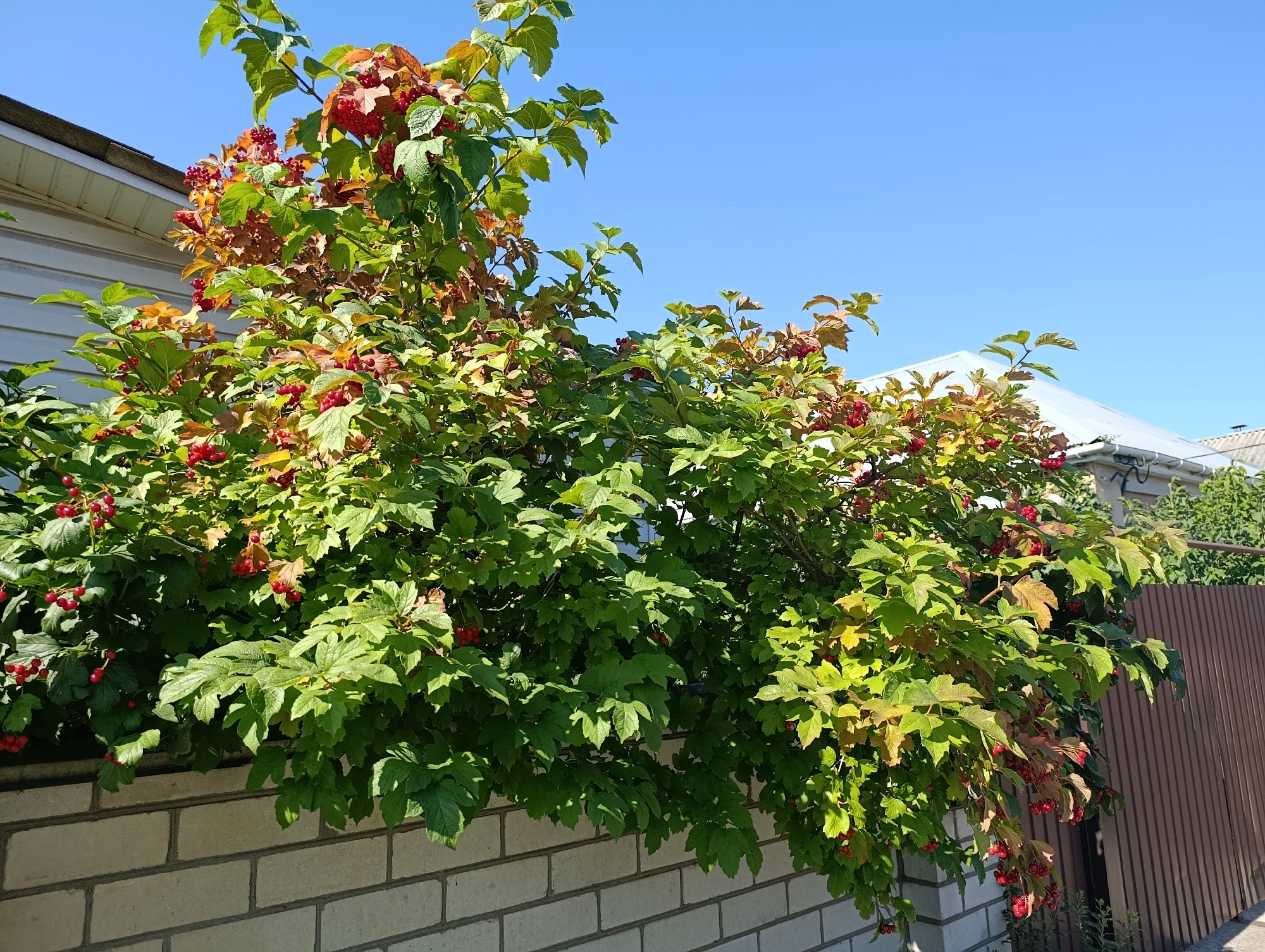 The image depicts a vibrant bush with red berries and green leaves, situated outdoors on a clear day. The bush is positioned against a light-colored brick wall and a brown metal fence. In the background, the roofline of a house with a light-colored metal roof is visible. The scene is consistent with a residential outdoor setting, possibly a backyard or garden area, in the city of Cherkasy, Ukraine. There are no people or animals present in the image, and no actions or interactions are depicted. The lighting suggests it is daytime, with sunlight illuminating the scene.