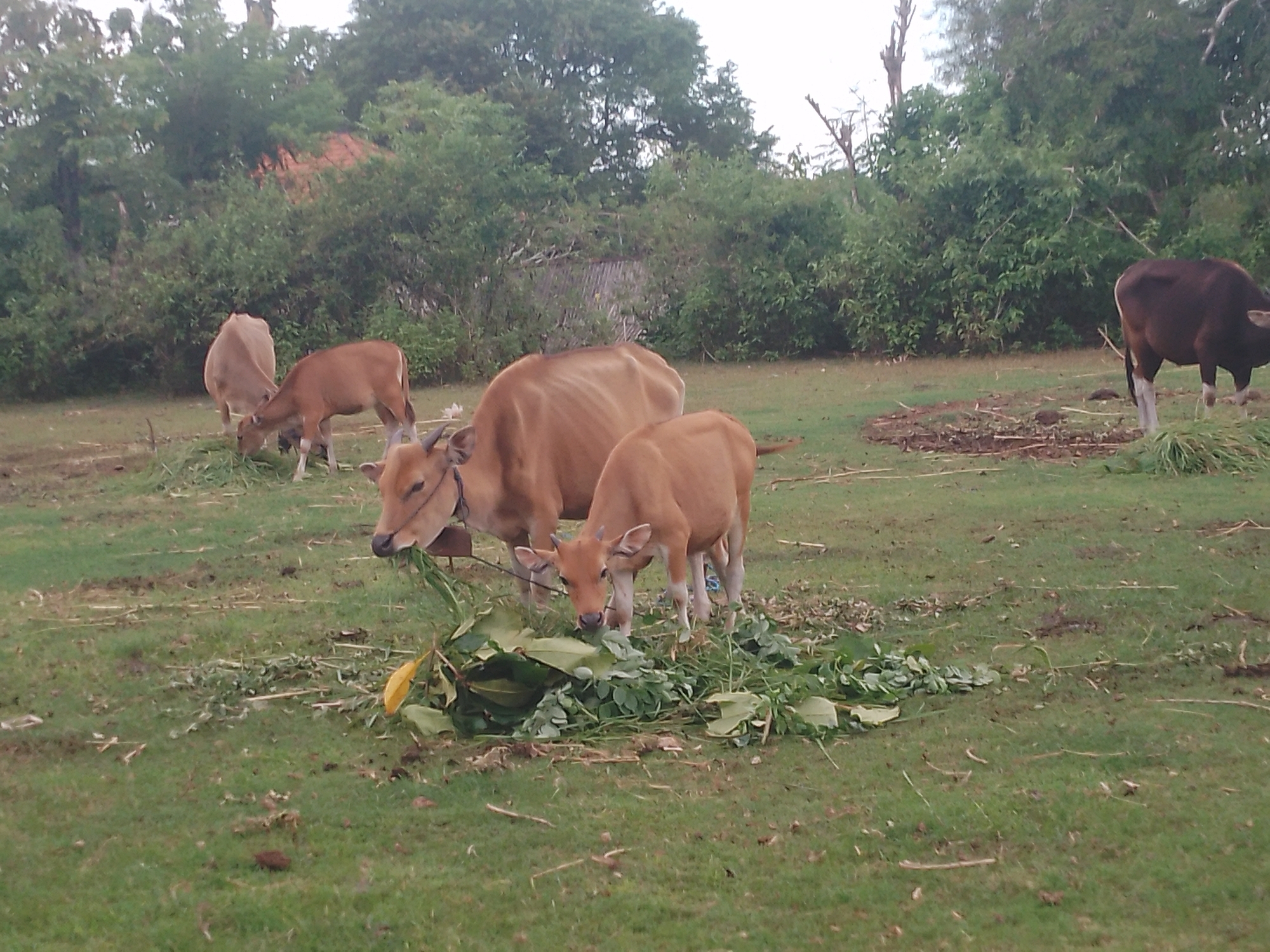 The image presents an outdoor scene featuring several cows grazing in a verdant field. In the foreground, an adult light brown cow, wearing a rope around its neck, and a smaller calf of similar coloration are intently eating a pile of fresh green leaves and branches placed on the grassy ground. The calf has small, developing horns.
Further back on the left side of the frame, two additional light brown cows are visible, also grazing on the sparse grass. On the far right, a dark brown or black cow with white lower legs is partially visible, also appearing to graze.
The ground is predominantly covered in green grass, with some areas showing drier patches and scattered foliage. A dense backdrop of green trees and bushes fills the background, suggesting a natural or semi-rural setting. The lighting is soft and diffused, indicating an overcast sky, possibly early morning, late afternoon, or a cloudy day, as there are no strong shadows. The scene evokes a peaceful, pastoral atmosphere. No text is visible in the image. Given the location context of Kuta Selatan, Indonesia, these are likely local breeds such as Bali cattle.