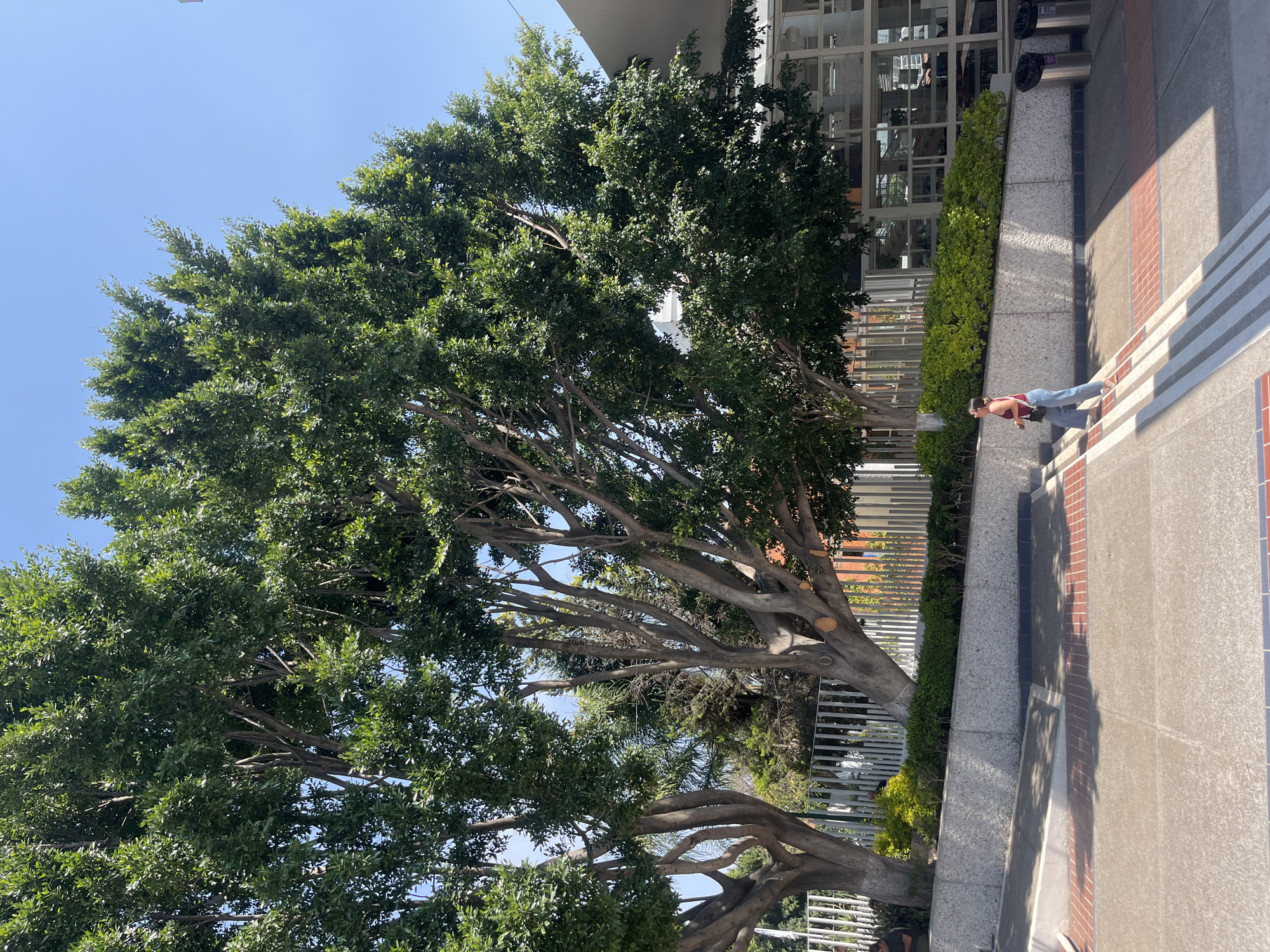 The image shows a large, leafy tree shading a sidewalk in Puebla, Mexico. A person wearing a red tank top and jeans is walking along the sidewalk. The sidewalk is made of concrete with brick accents. A building with a glass facade and metal railings is visible behind the tree.