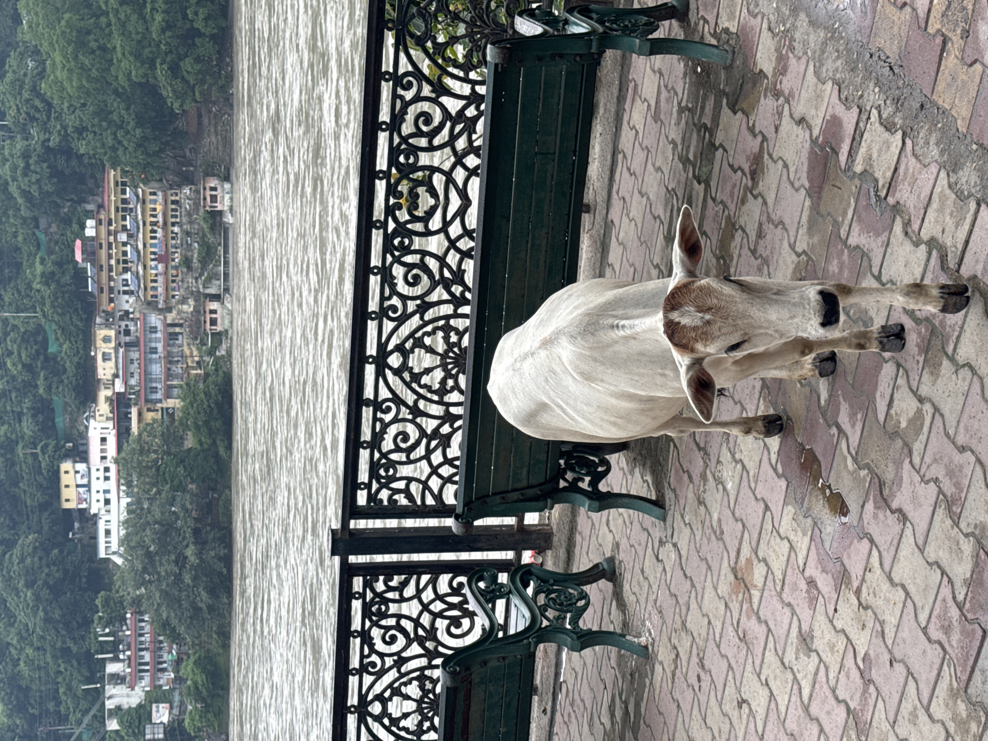 A young, light-colored cow with brown markings on its head walks towards the camera on a paved walkway next to a river. The walkway is made of interlocking bricks, some of which are wet. Behind the cow is a dark green metal bench and an ornate black metal railing. Beyond the railing, a wide, choppy river flows, and across the river, the hilly landscape is dotted with buildings, suggesting a city environment. The buildings on the opposite bank are a mix of colors, including white, yellow, and pink, and appear to be several stories high. The scene suggests a public area in Rishikesh, India, likely near the Ganges River.