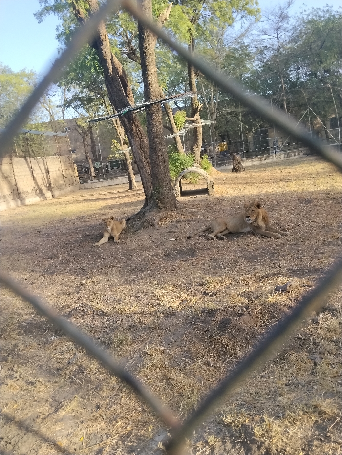 The image displays an animal enclosure in the city of Garun Gawa, Nigeria, observed through a blurred wire mesh fence in the foreground. Two adult lions are visible within the enclosure, situated on dry, light brown earth with scattered patches of dried grass.
In the mid-left, a lioness with light tawny fur is lying on her stomach, facing left with her head slightly elevated. She is positioned near the root base of a large, mature tree with a dark, textured trunk and sparse green foliage. Adjacent to this tree, further into the enclosure, an arched, light-colored concrete structure, likely a shelter entrance, is visible.
To the right of the lioness, a male lion with light tawny fur and a distinct mane is lying on his stomach, facing right with his head raised. His body is extended, with forelegs outstretched.
Several other mature trees with sparse green leaves are scattered throughout the enclosure. In the background, a light-colored concrete block wall, topped with additional fencing, marks the enclosure's boundary. Further structures, including more fencing and what appear to be smaller enclosures, are visible behind this wall. Horizontal enrichment structures are suspended between some of the trees within the main enclosure. The scene is illuminated by natural light, casting subtle shadows on the arid ground. No human presence is discernible.