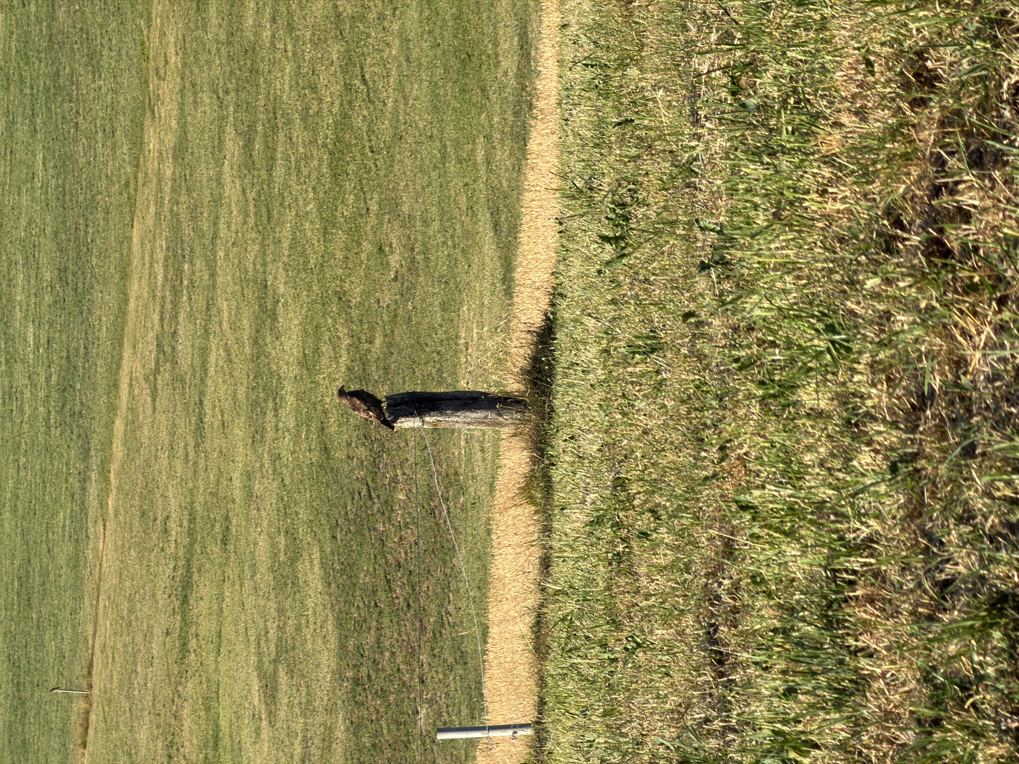A hawk perches on a wooden fence post in a grassy field. The field is divided by a barbed wire fence, with a strip of dry, golden grass behind it, and a lush green field stretching out behind that. The scene is bathed in sunlight, casting shadows across the landscape. The image appears to be taken in a rural setting, likely Ufhusen, Switzerland, given the provided location. There are no people or other animals visible in the frame.