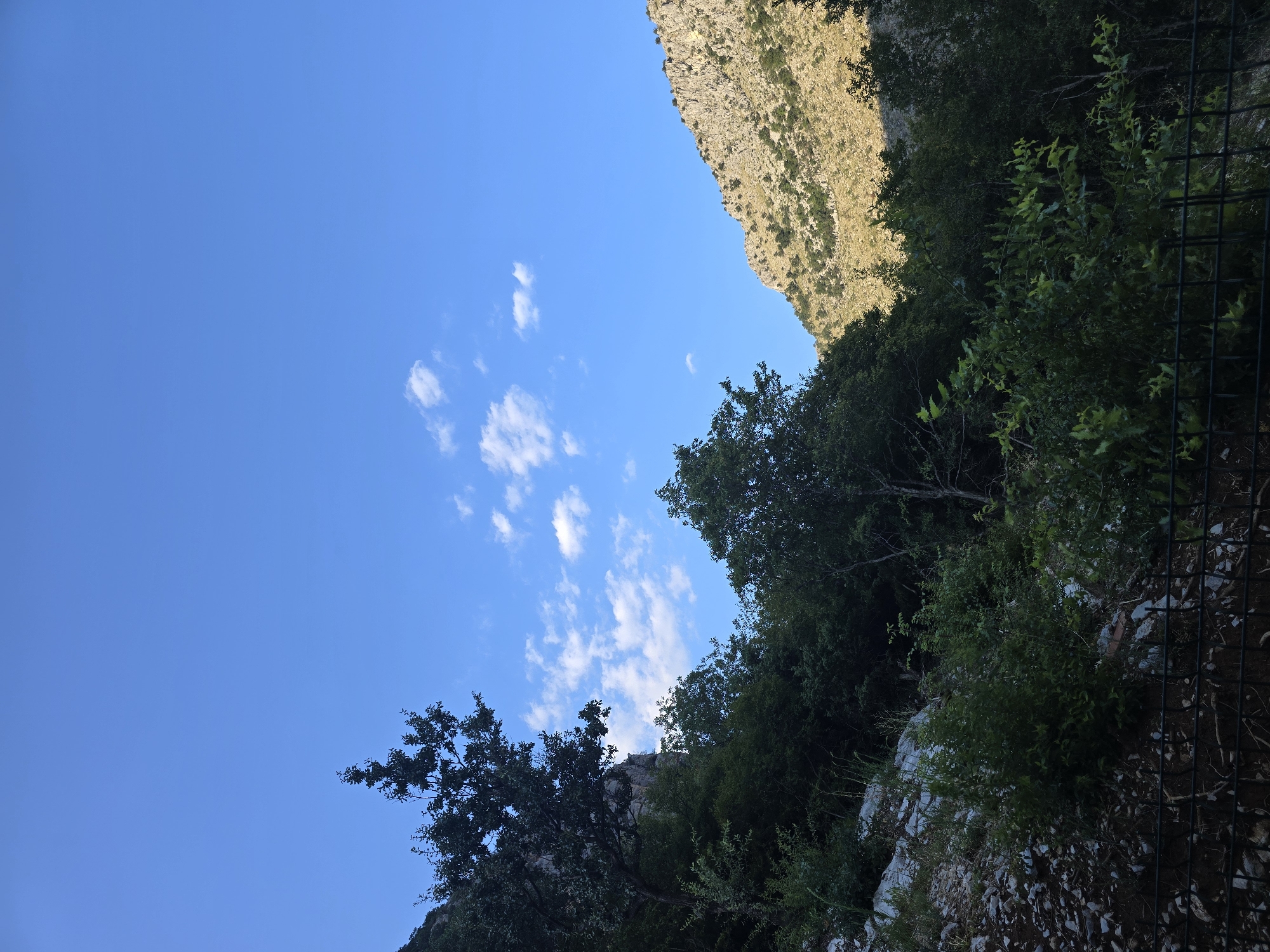 The image depicts a natural scene with a clear blue sky and scattered white clouds. In the foreground, a dense green foliage of trees and bushes grows on a rocky slope. A dark metal fence runs along the bottom of the frame, separating the vegetation from the viewer. In the middle ground, a variety of trees with dark green leaves are visible, with some taller trees reaching towards the sky. In the background, a rugged, sun-drenched mountain slope is visible, sparsely covered with vegetation. The overall scene suggests a wild, undeveloped area, likely a park or natural reserve. Given the context of Podgorica, Montenegro, this scene could potentially be from the Gorica hill or the surrounding mountainous areas on the outskirts of the city, known for their natural beauty and hiking trails. No people or human activity are present in the image.