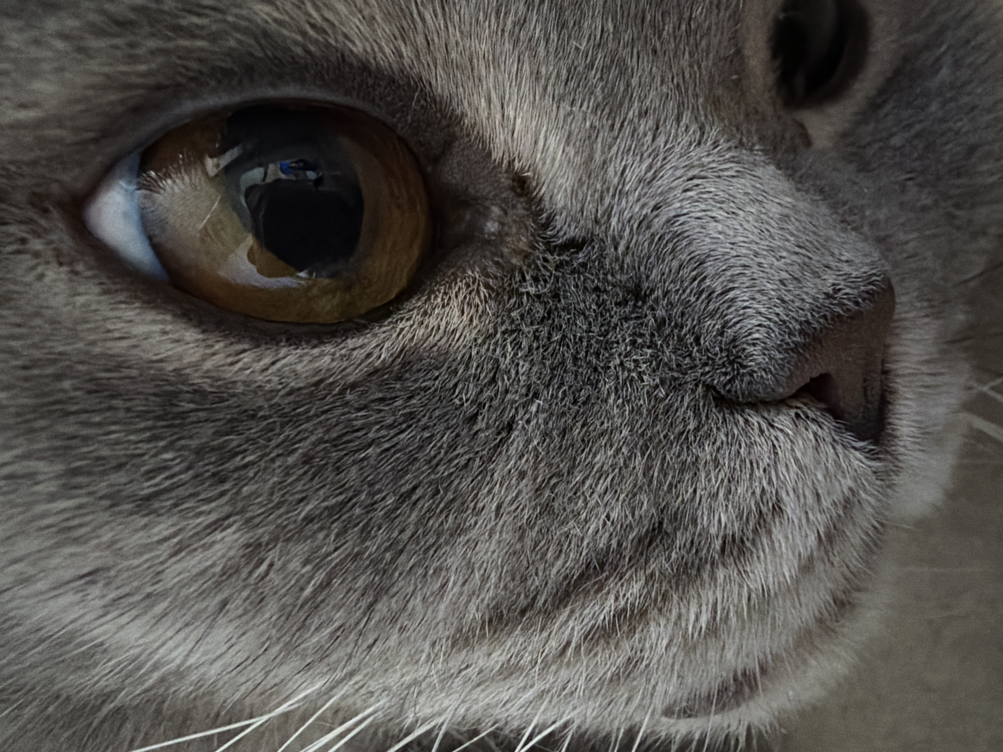 The image is a close-up of a gray cat's face. The cat has a large, round, amber-colored eye with a visible reflection. The cat's nose is pink and slightly wet, surrounded by gray fur. White whiskers are visible around the mouth. The fur appears soft and dense. The image was taken in Perm, Russia.