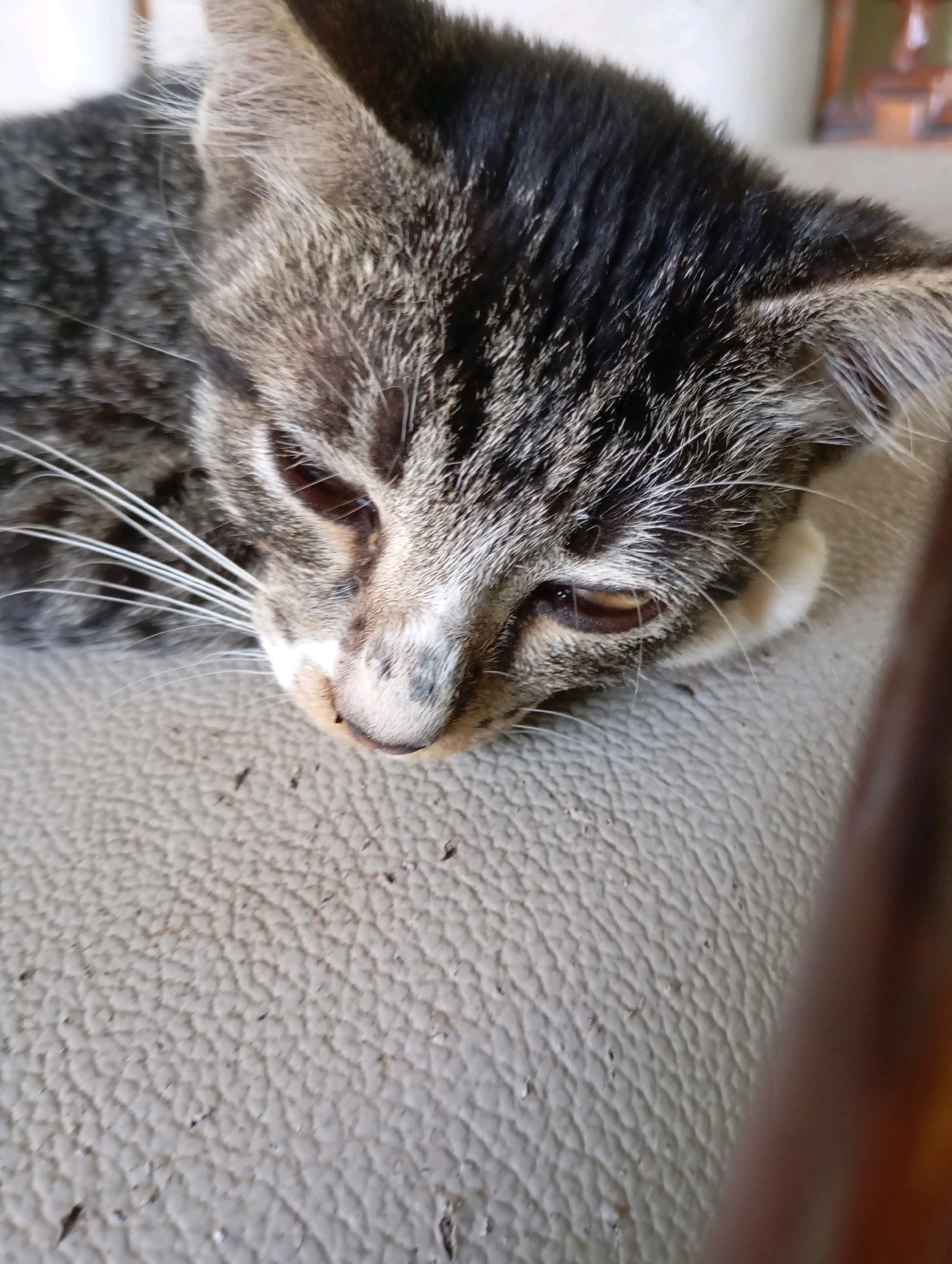 A close-up, shallow depth of field shot shows a tabby kitten lying on a textured, light-colored surface, possibly a sofa or couch. The kitten's head is tilted downwards, and its eyes are partially closed. The fur is a mix of gray, black, and brown. Some small specks of debris are visible on the surface around the kitten. The background is blurred, but hints of indoor furnishings are present. The scene is undated and has no specific location information other than potentially being in Balikpapan, Indonesia.