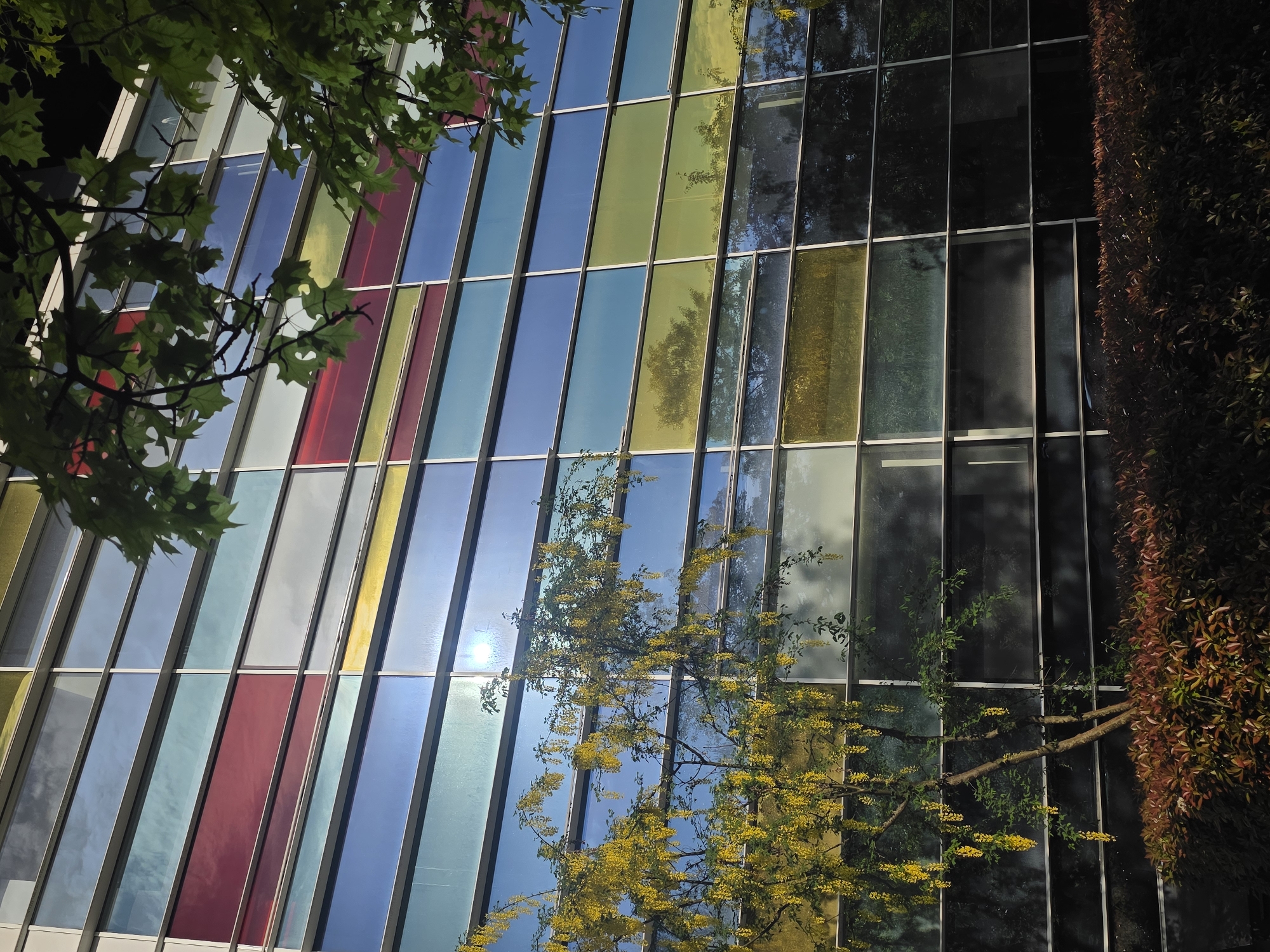 The image shows a building facade with vertical panels of colored glass, ranging from clear to shades of red, blue, yellow, and green. The building has a grid-like structure with white metal frames. The image is taken from a low angle, looking upwards. Tree branches with green leaves and yellow blossoms partially obscure the view of the building. A darker shrub with reddish-brown leaves is visible on the right side of the image. The colored glass panels reflect the environment. The location of the building is in Krasnodar, Russia.