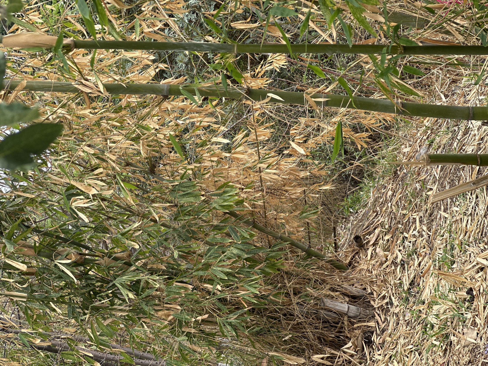 The image shows a dense bamboo grove in Unknown, Unknown. The bamboo stalks are visible, both green and golden, with fallen yellow leaves covering the ground. The area is densely packed with foliage, making it difficult to see beyond the immediate foreground. The lighting suggests a bright, sunny day, although the dense canopy may diffuse the light. The overall impression is that of a thick, overgrown area dominated by bamboo.