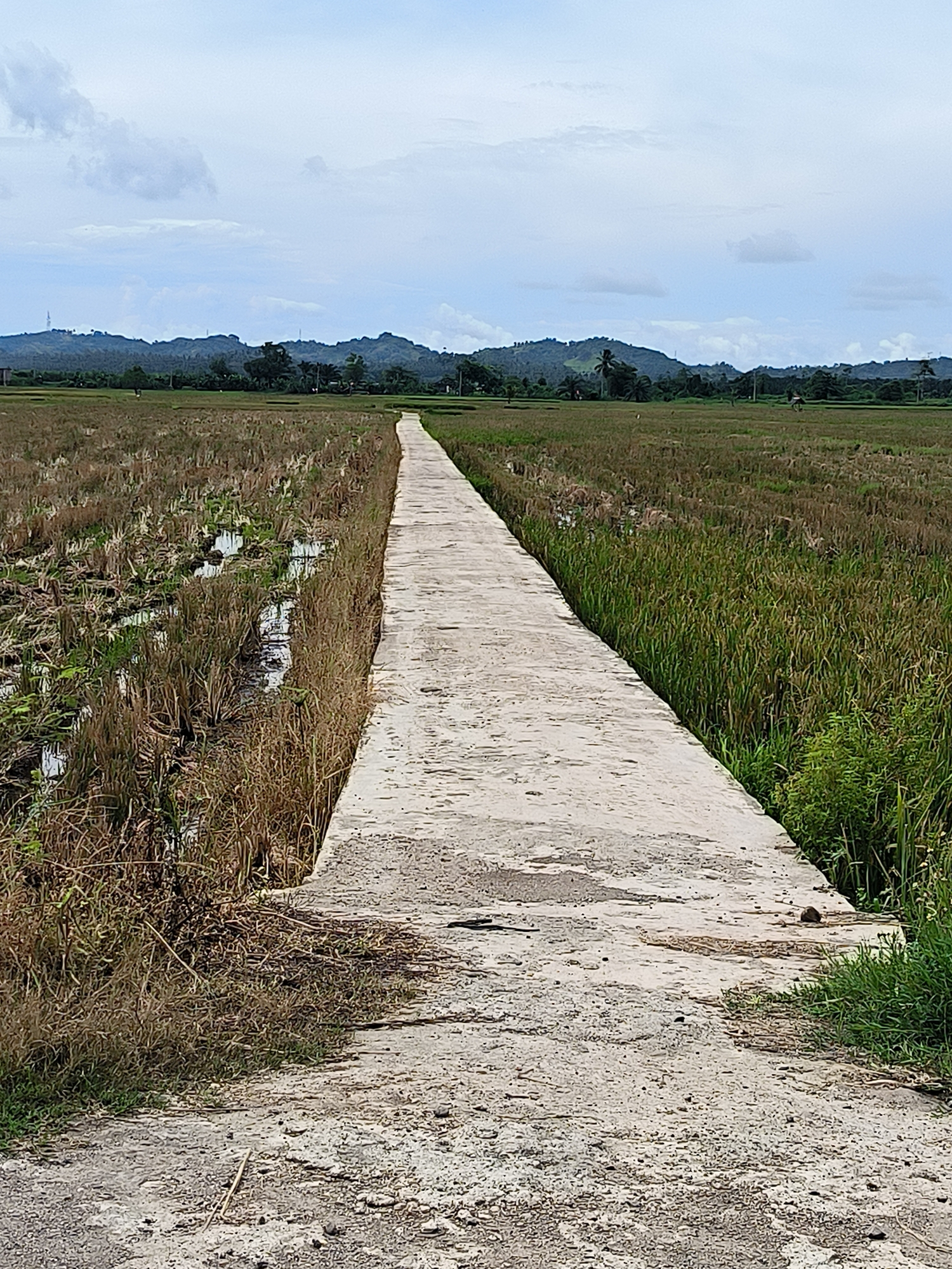 The image shows a concrete pathway leading through a rural landscape in Cotseutui, Indonesia. The pathway is cracked and weathered, with a rough texture. On the left side of the pathway, a field of dry, stubbly rice stalks with some standing water is visible. On the right, a field of greener, standing rice plants stretches into the distance. In the background, a line of rolling, tree-covered hills forms the horizon under a cloudy, pale blue sky. There are no people or animals clearly visible in the scene. The overall impression is one of a quiet, agricultural setting.