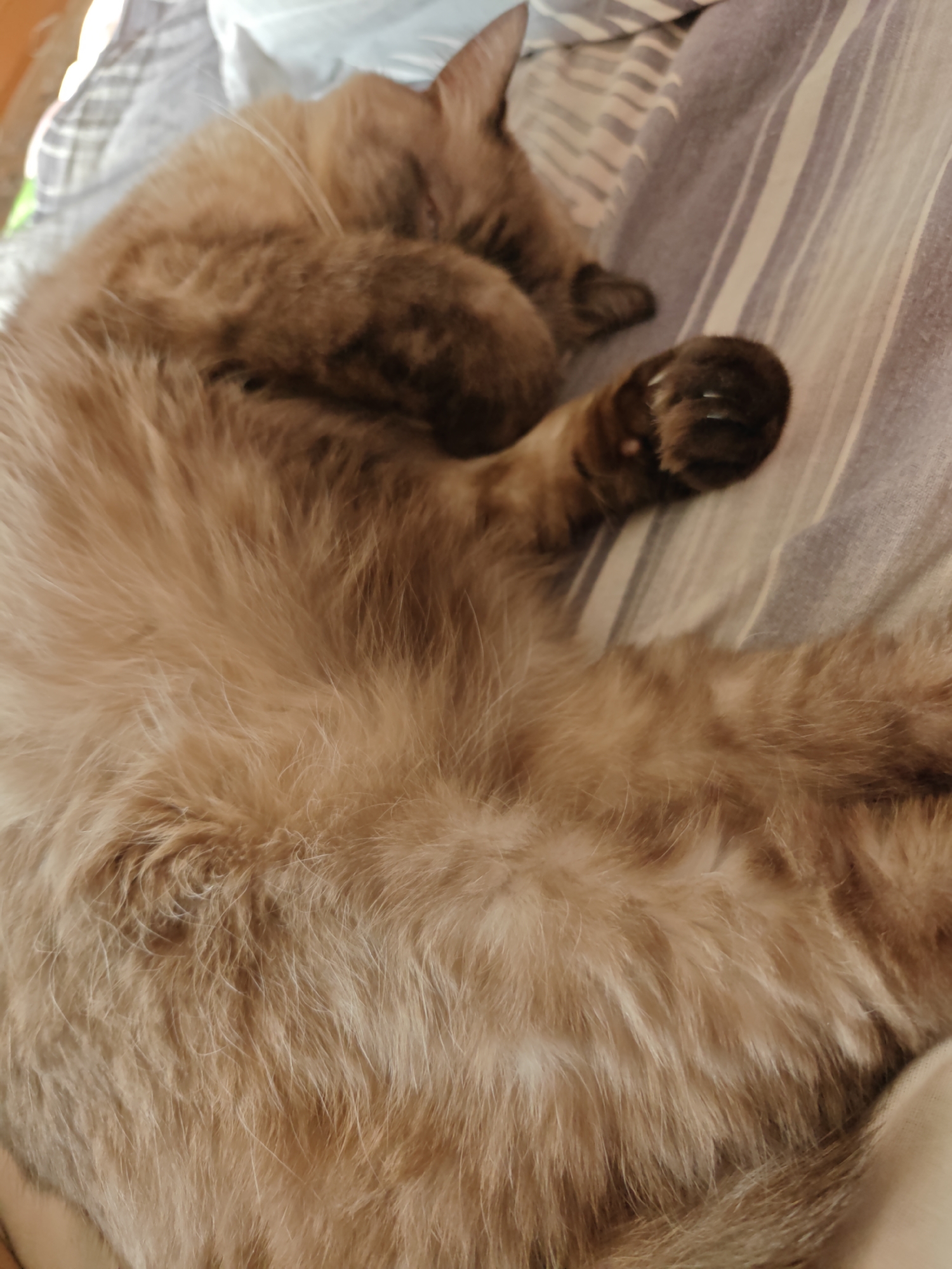 A close-up, overhead shot shows a fluffy, light brown cat sleeping curled up on a bed with striped bedding. The cat's face is obscured, hidden by its paws, and its tail is not visible. The bedding consists of wide stripes in shades of white, light grey, and dark blue. The lighting is natural, casting soft shadows. There is no indication of the cat's location within the city of Rubtsovsk, Russia.
