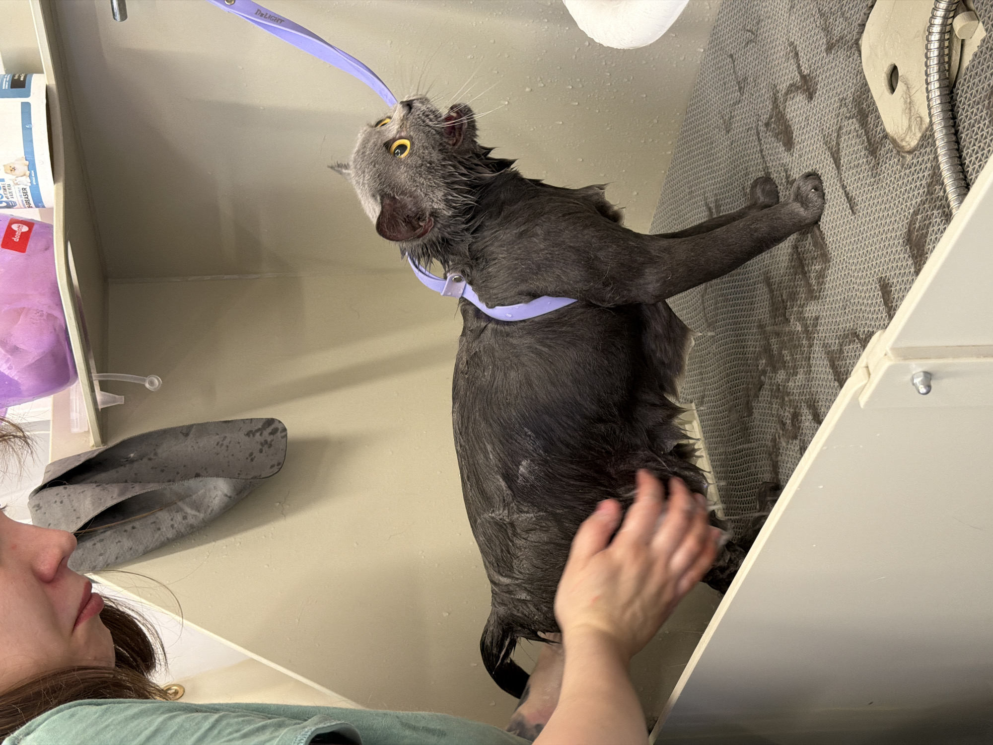 Inside an enclosed space, possibly a washing or grooming station, a gray cat is being bathed by a person. The cat is secured by a purple harness attached to an overhead restraint, causing it to arch its back and tilt its head upward. The cat's fur is wet, and water droplets are visible. The person's hands are on the cat's body, seemingly washing or massaging it. The background includes a wall with a textured surface, a shower fixture, and a container of grooming supplies. Part of the person's face and torso is visible in the lower left corner. There's no indication of the image's location being in Tbilisi, Georgia.