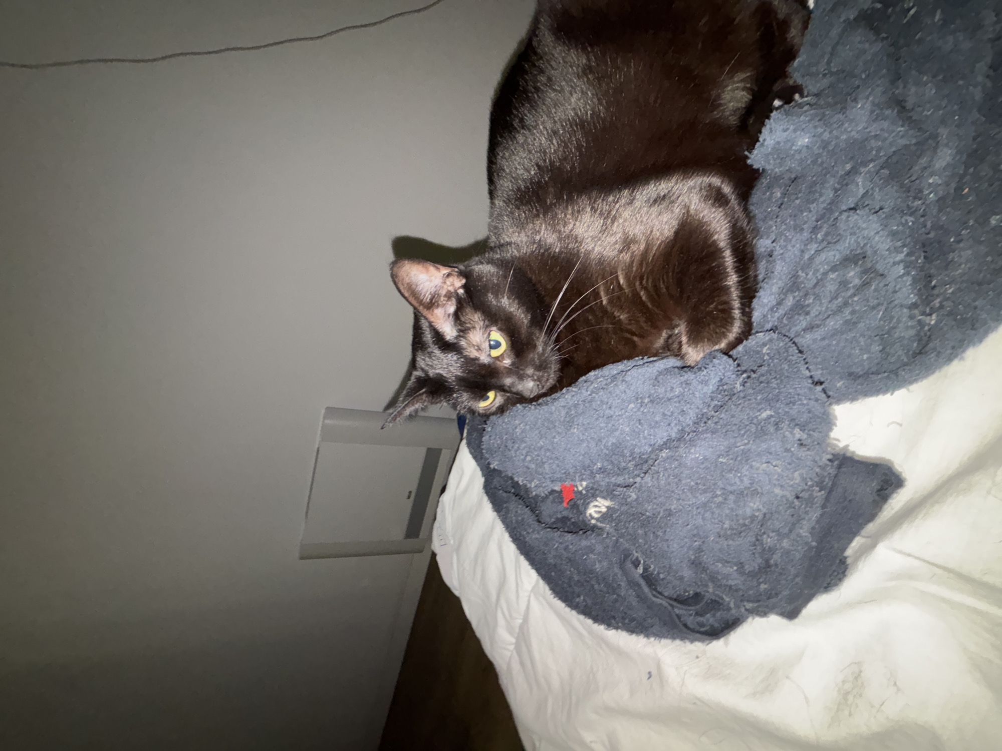 A black cat is lying on a pile of blue clothing on a white surface, presumably a bed. The cat is oriented towards the camera with its head tilted slightly downward, and its yellow eyes are visible. The background consists of a light gray wall with an electrical outlet on the left side of the frame. The photograph appears to be taken indoors. There is no indication of the image's location being in Mirandela, Portugal.