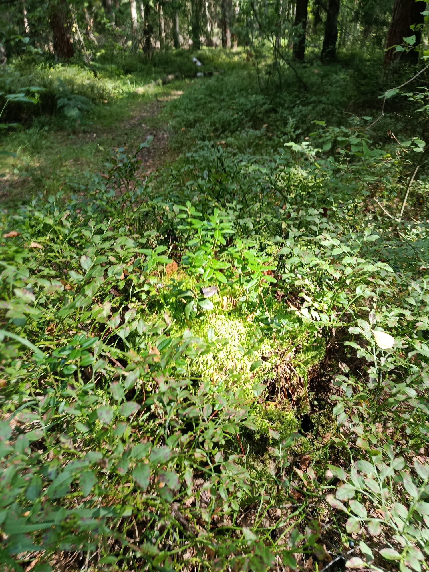 The image depicts a sun-dappled forest floor in Бордуки, Russia, covered in a thick carpet of low-lying green foliage, likely blueberry bushes. A narrow, winding dirt path is visible in the background, disappearing into the dense trees that create a canopy overhead. Sunlight filters through the leaves, casting bright patches on the mossy ground and the greenery. The scene is natural and undisturbed, with no visible human presence or man-made objects other than the path.
