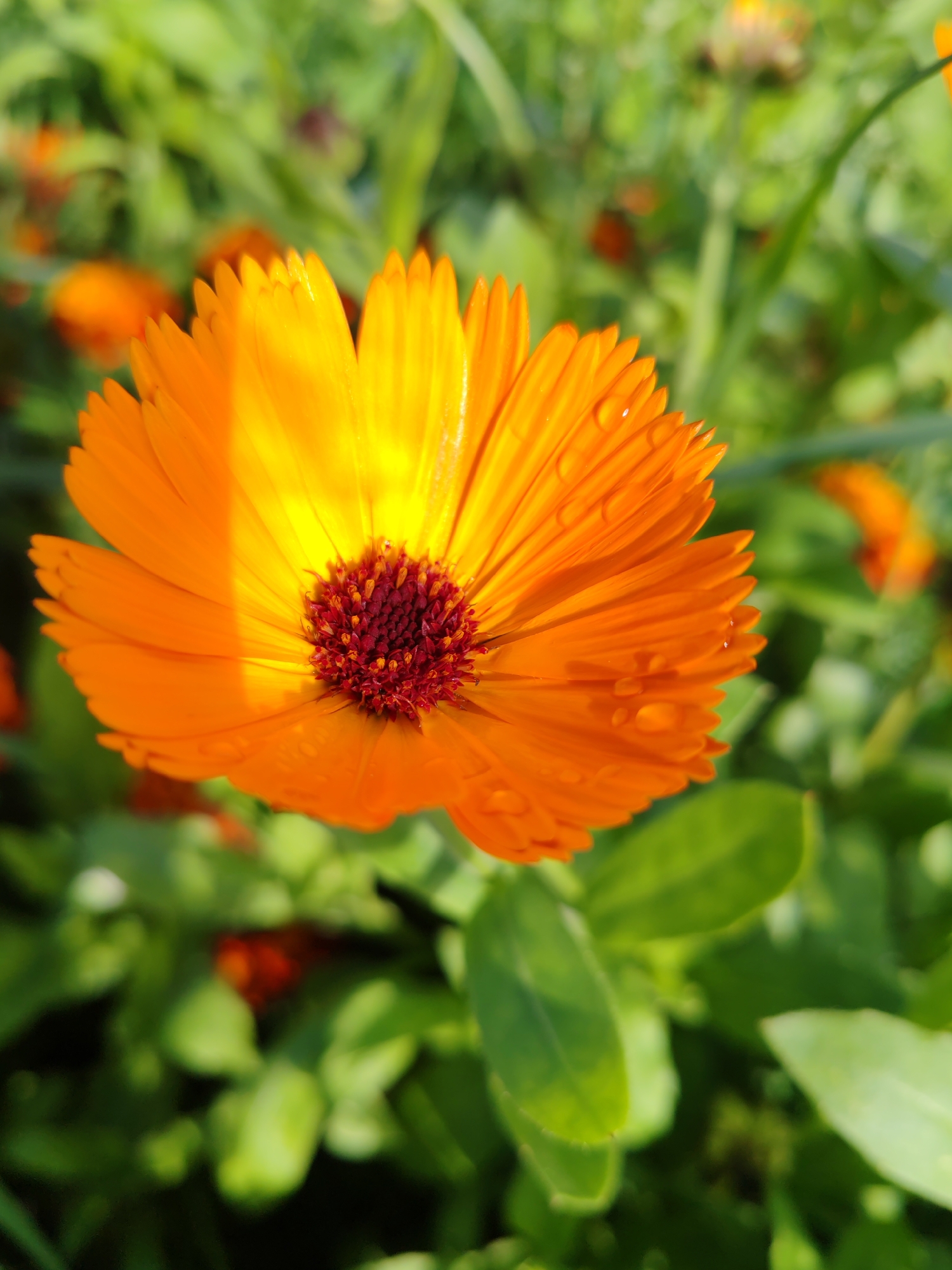 The image shows a close-up of an orange calendula flower with water droplets on its petals. The flower has a dark red center. The background is blurred and consists of green foliage and other out-of-focus orange flowers. The lighting suggests it is daytime, possibly after rain or dew. No specific location in Чухлэм, Russia, can be determined from the image.