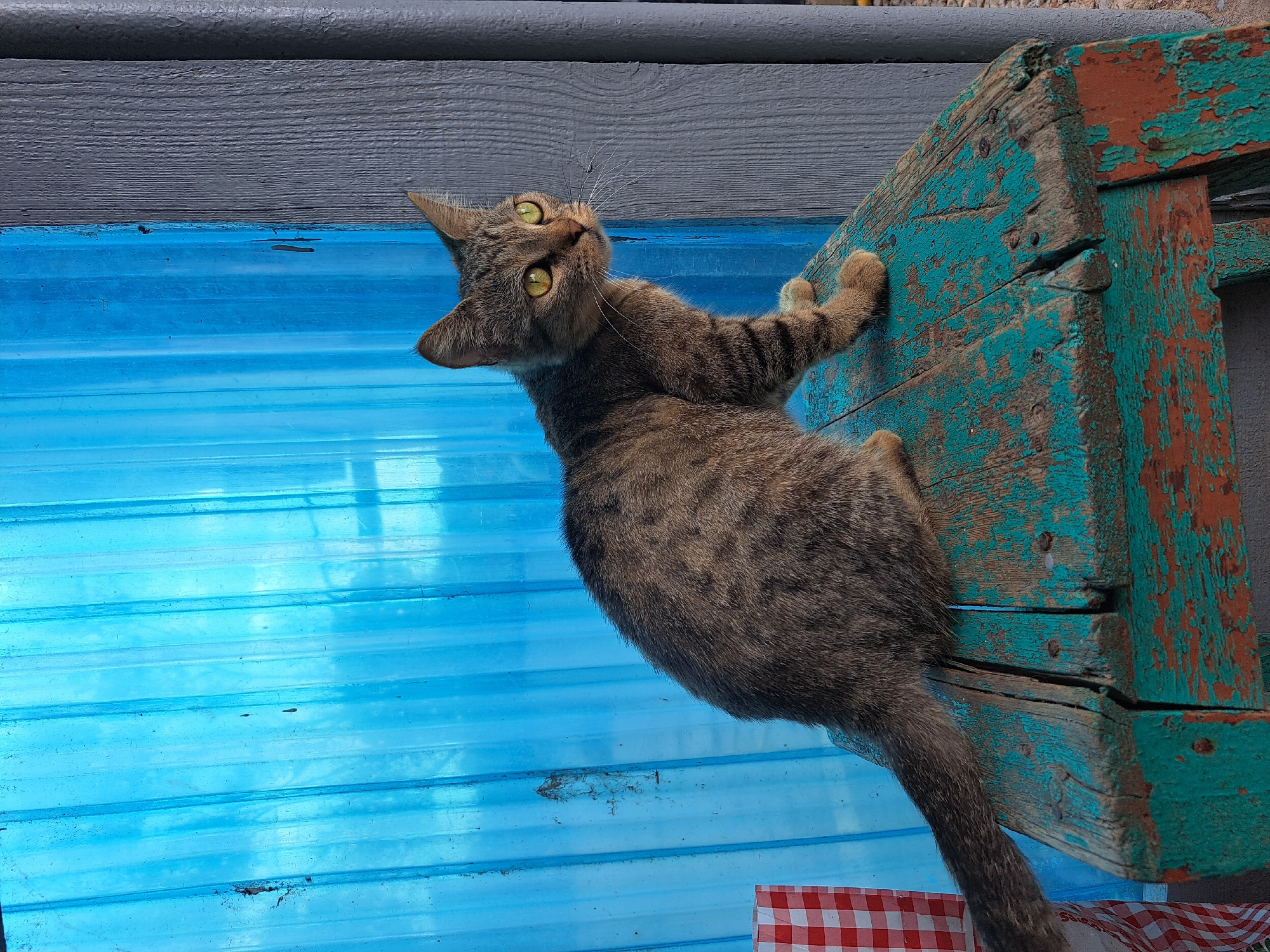 A tabby cat with green eyes is sitting on a weathered wooden bench painted teal and orange. The bench is positioned in front of a blue corrugated plastic wall. To the left of the bench is a red and white checkered fabric. The scene appears to be outdoors, possibly in a yard or alleyway, in Vypasne, Ukraine.