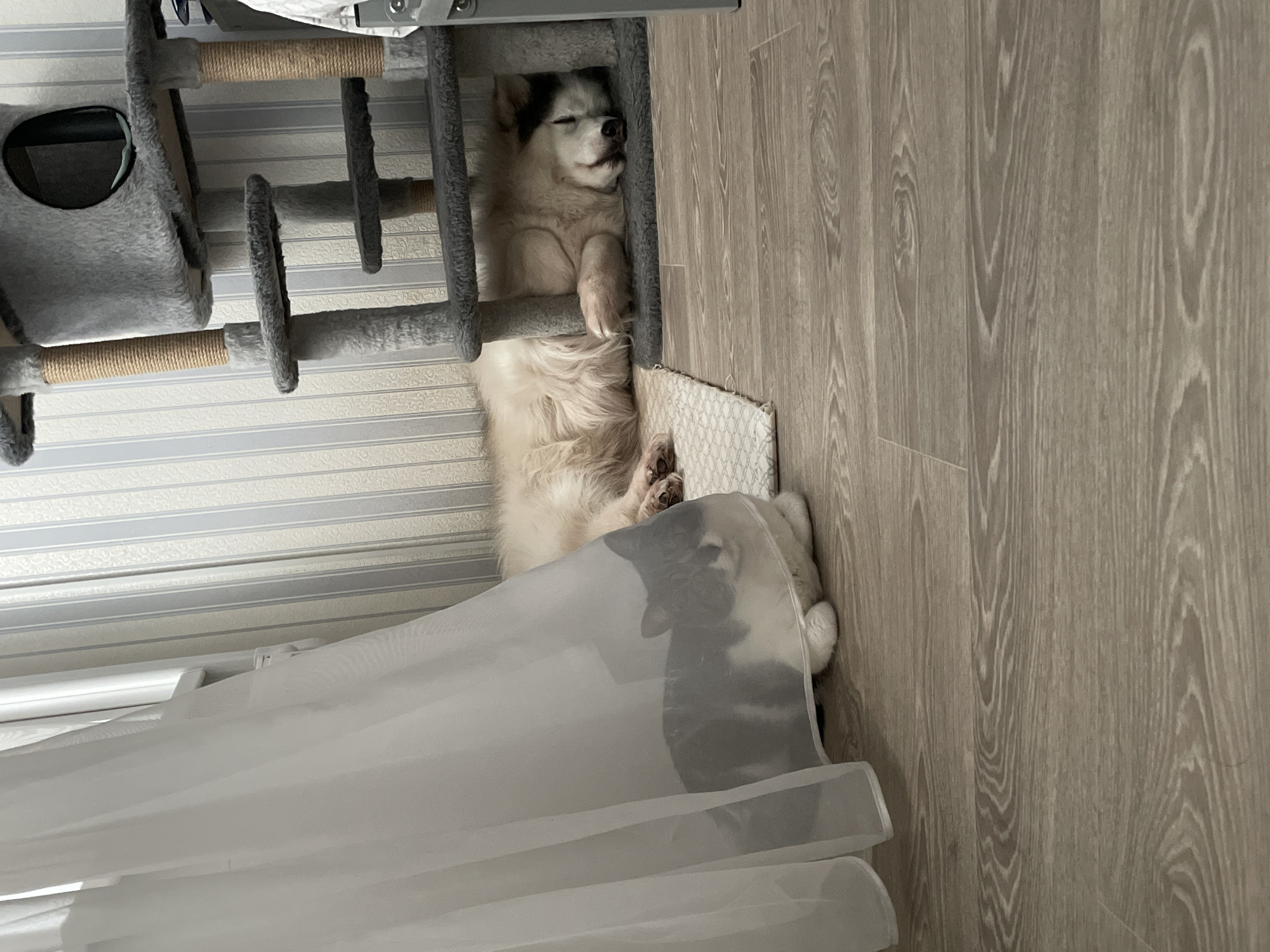A medium-sized white and black dog sleeps inside a gray pet treehouse, part of which is visible on the left. The dog is lying on its back, paws up. The rest of the treehouse structure is out of view. The treehouse and dog are located on a light brown wood-look floor, with light-colored striped wallpaper on the wall behind. White sheer curtains partially obscure the lower portion of the dog. The location is identified as Izhevsk, Russia.