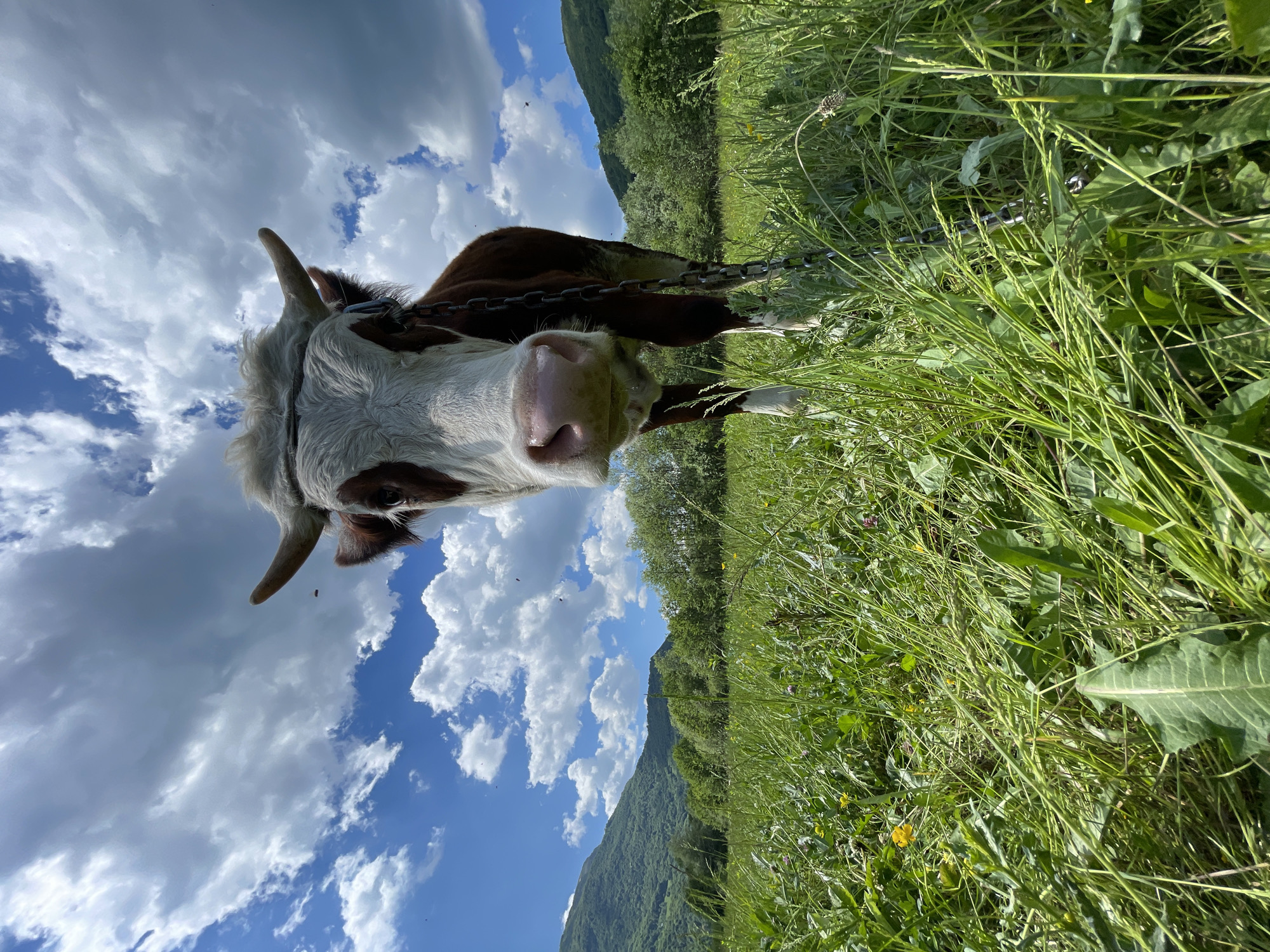 The image shows a cow in a field of tall grass, likely in Polja, Montenegro, given the mountainous background and vegetation typical of the region. The cow is predominantly white and brown with visible horns and is wearing a chain. The background features a bright blue sky with scattered white clouds and green mountains covered in trees. The grass in the foreground is a mixture of green and yellow, suggesting a natural, unkempt meadow. The cow appears to be close to the camera, creating a slightly distorted perspective.