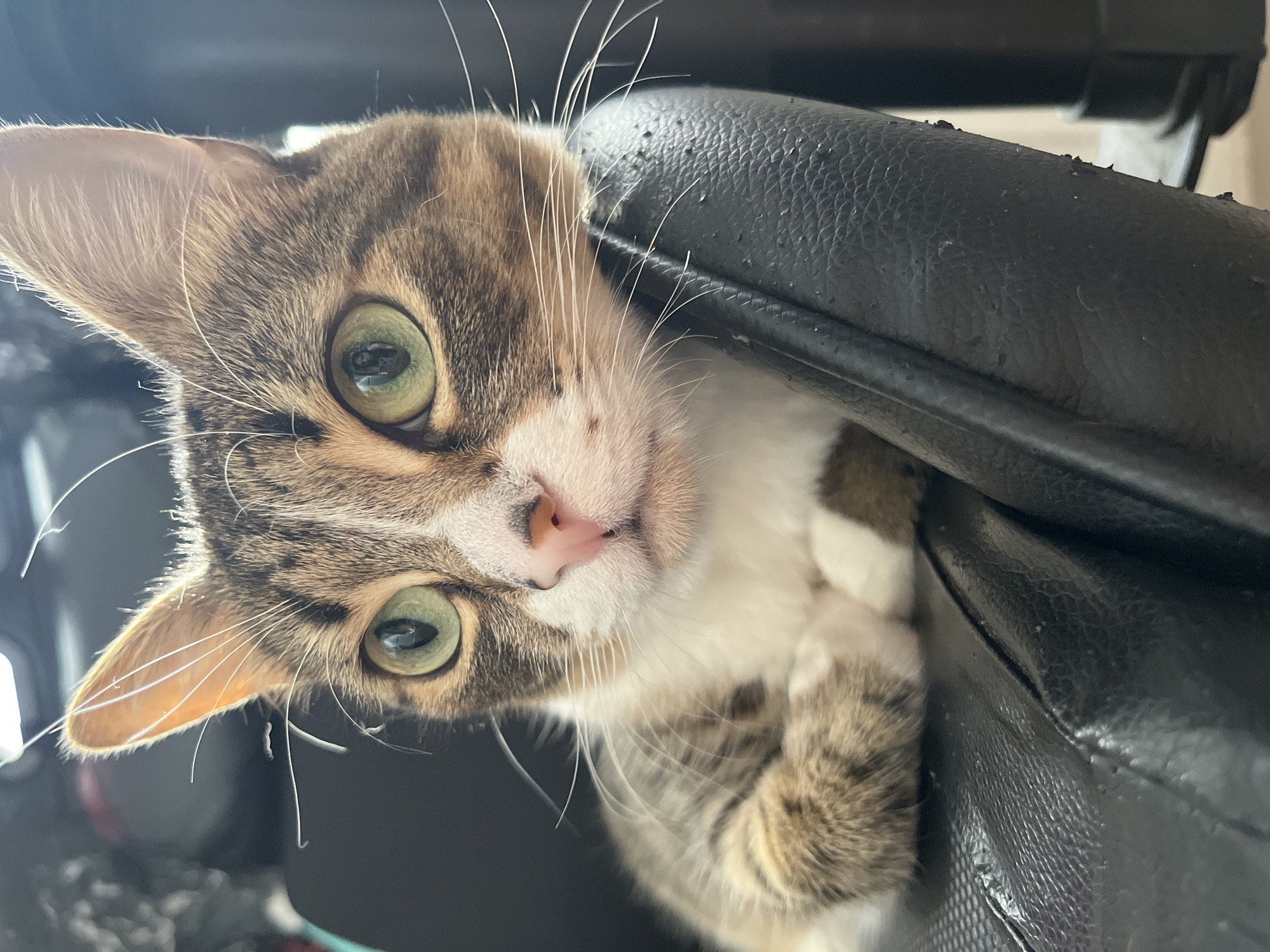 A curious tabby and white cat with striking green eyes is the central subject of this close-up indoor photograph, taken in Shushary, Russia. The cat's head is playfully tilted to its left, and it gazes directly at the viewer with an alert and inquisitive expression. Its pink nose and long, white whiskers are prominent, catching the light.
The cat's front paws are gently curled and rest upon a black, textured surface, which appears to be the armrest or back of a chair, likely made of synthetic leather. This surface shows visible signs of wear and tear, with small pieces of the material peeling off in places. The cat's fur exhibits a classic tabby pattern with brown and grey stripes, contrasted with white fur on its chin, chest, and paws. Bright lighting illuminates the cat's features, highlighting its whiskers and the details of its fur, while the background is softly out of focus, emphasizing the feline subject. No text is visible in the image.
