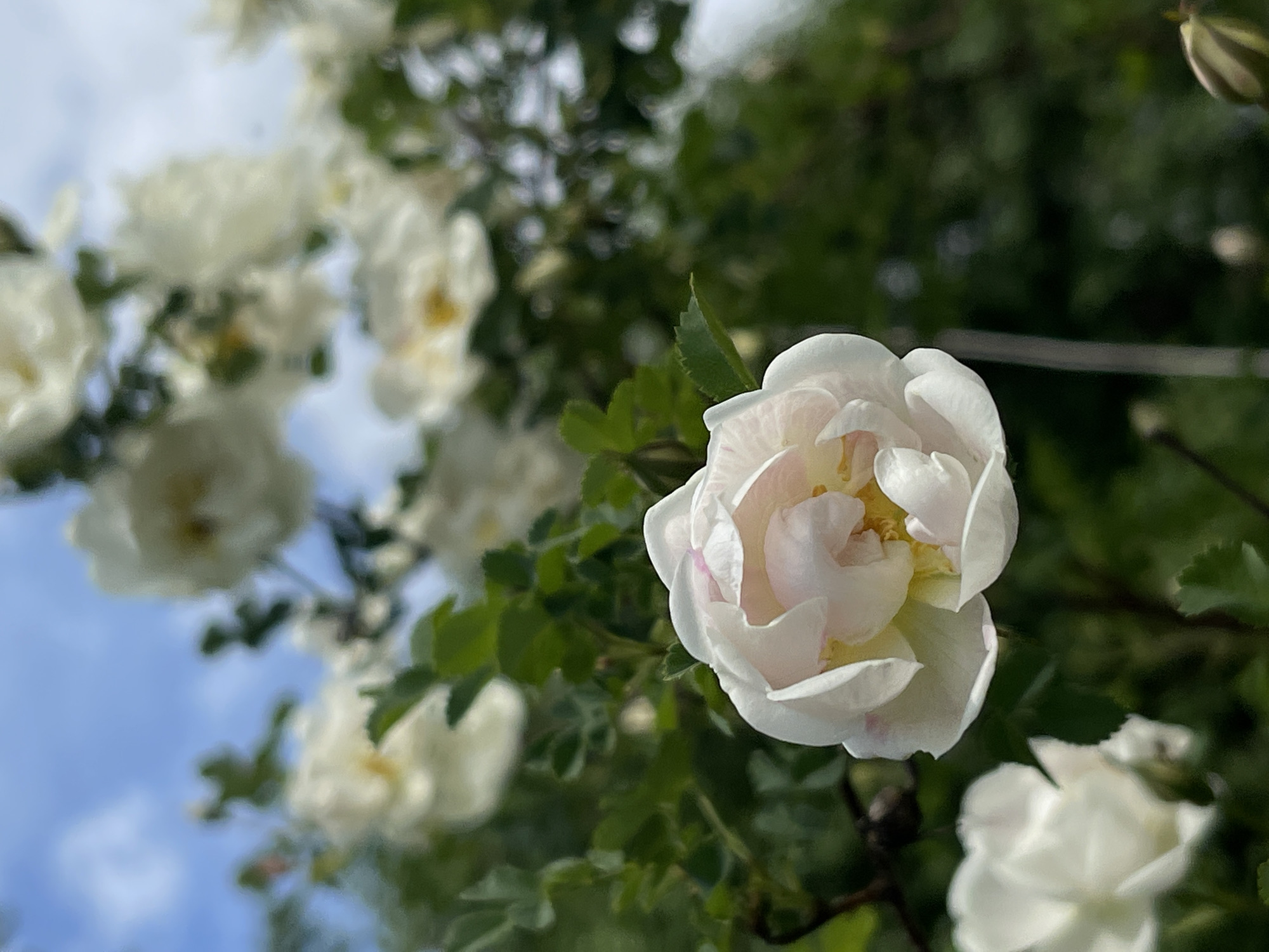 The image depicts a close-up view of white roses, possibly growing on a bush or climbing plant. A single rose is in sharp focus in the foreground, showcasing the delicate petals with a slight hint of pink. Several other roses are blurred in the background, along with green foliage and a glimpse of the sky. The scene suggests an outdoor setting, likely a garden. The prompt mentions the city of Zhigalki, Russia, but there's no visible information in the image to confirm the location.