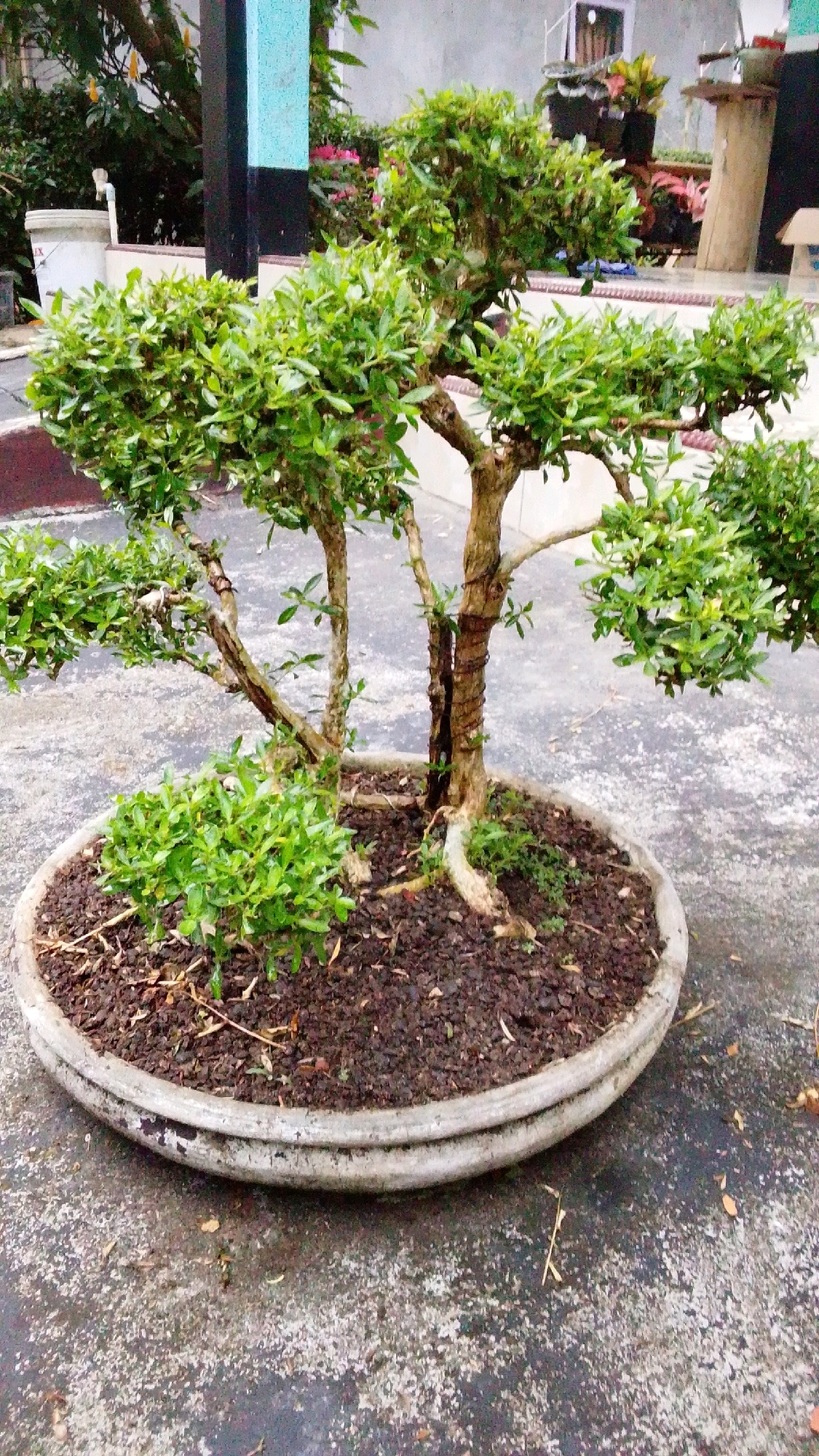 A bonsai tree in a concrete pot sits on a rough, speckled concrete surface. The bonsai has a thick, twisted trunk with several branches extending outwards, adorned with dense green foliage. The pot is a shallow, oval shape with a visible lip. In the background, a building wall with a teal and black vertical element is visible, along with some greenery and other potted plants. The scene appears to be outdoors, possibly in a yard or garden area. The location is specified as Cintaratu, Indonesia.