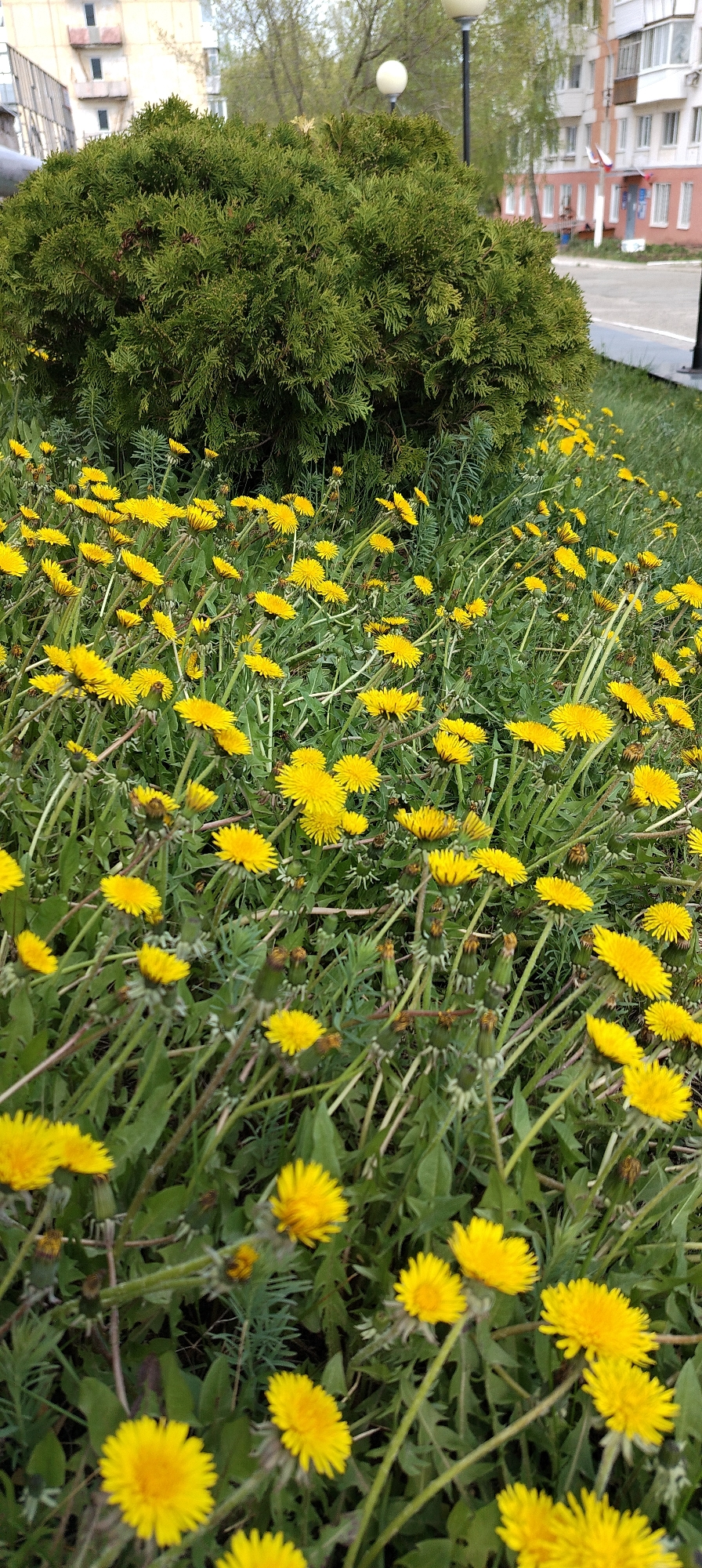 The image captures a scene in Chaikovsky, Russia, showcasing a vibrant field of dandelions in full bloom. The foreground is dominated by numerous yellow dandelions interspersed with green foliage. Behind the dandelion field, there is a well-maintained, rounded evergreen shrub. In the background, a multi-story residential building with light-colored walls and windows can be seen. Also visible are two lamp posts with spherical white lights atop black poles, adding to the urban landscape. The setting suggests a public park or a green area adjacent to a residential zone within the city.