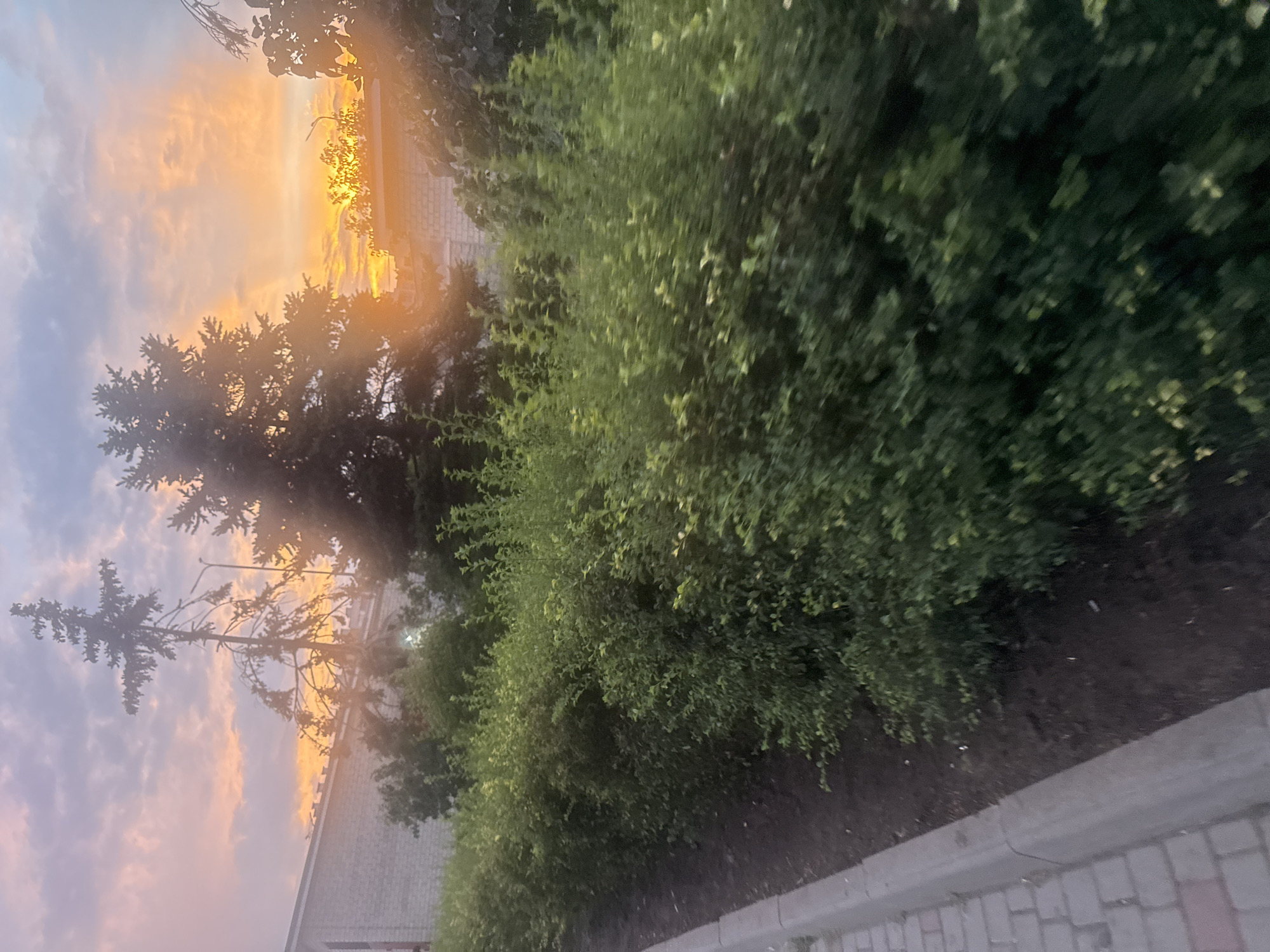 In Avanhard, Ukraine, a photograph captures a sunset casting a warm orange and pink glow across the sky, peeking through the branches of trees. In the foreground, a dense, green hedge runs alongside a paved sidewalk with a concrete curb. Beyond the hedge, a brick building is partially visible. The image suggests a tranquil evening scene in a residential or suburban area.
