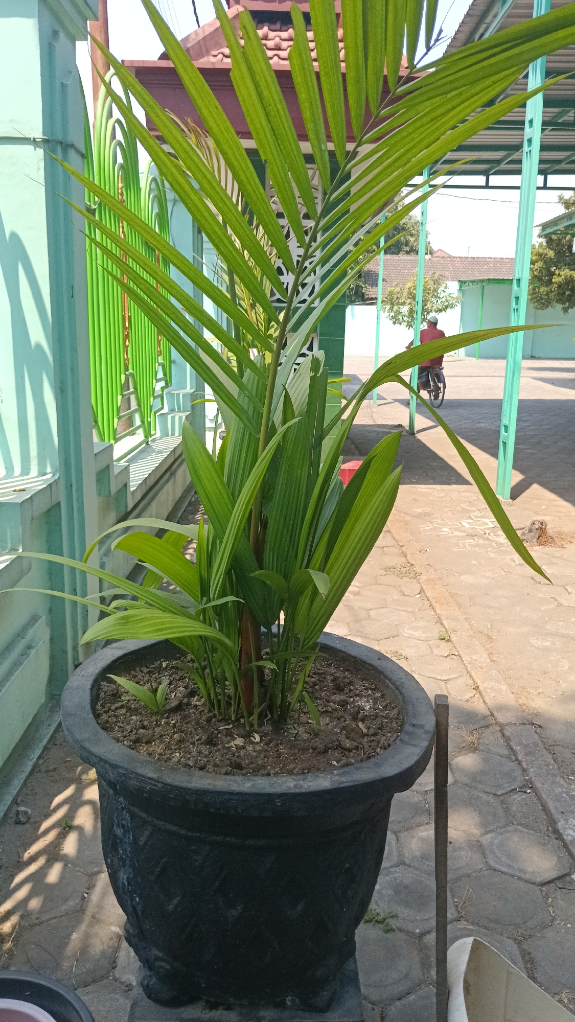 A potted palm tree with long, green fronds is positioned in the foreground of the image. The pot is large, dark, and textured, sitting on a paved area. In the background, a person on a bicycle is visible moving away from the camera. The environment appears to be outdoors, possibly a courtyard or walkway, with buildings and fencing in the middle ground and background. The presence of a bicycle and the architecture suggest a location in a residential or public area in Purwokerto, Indonesia. The lighting indicates it is daytime, likely with bright sunlight casting shadows.