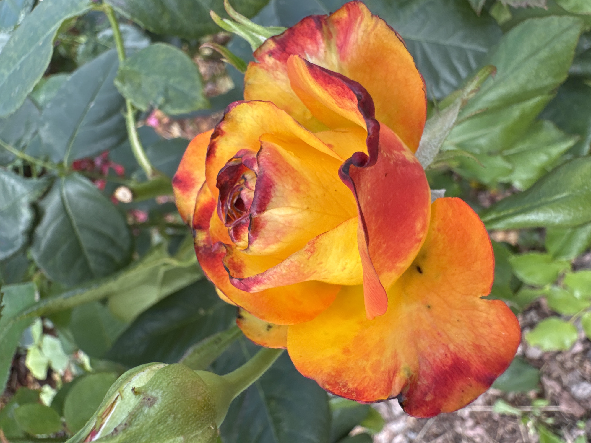 A close-up, vertical shot focuses on a vibrant, multi-colored rose in bloom. The rose petals display a gradient of warm hues, transitioning from a bright yellow at the center to shades of orange and deep red along the edges. The rose is partially open, revealing its intricate, layered structure. To the left of the rose, a green, unopened bud is visible, hinting at future blooms. The rose and bud are surrounded by lush, green foliage, providing a naturalistic backdrop. The texture of the rose petals appears soft and delicate, with subtle variations in color intensity. The background is softly blurred, emphasizing the rose as the main subject. The image is taken outdoors, suggesting a garden or natural setting. The lighting appears natural, illuminating the rose and highlighting its vivid colors. The overall impression is one of natural beauty and floral splendor. There is no indication of the image being taken in Saint Petersburg, Russia.