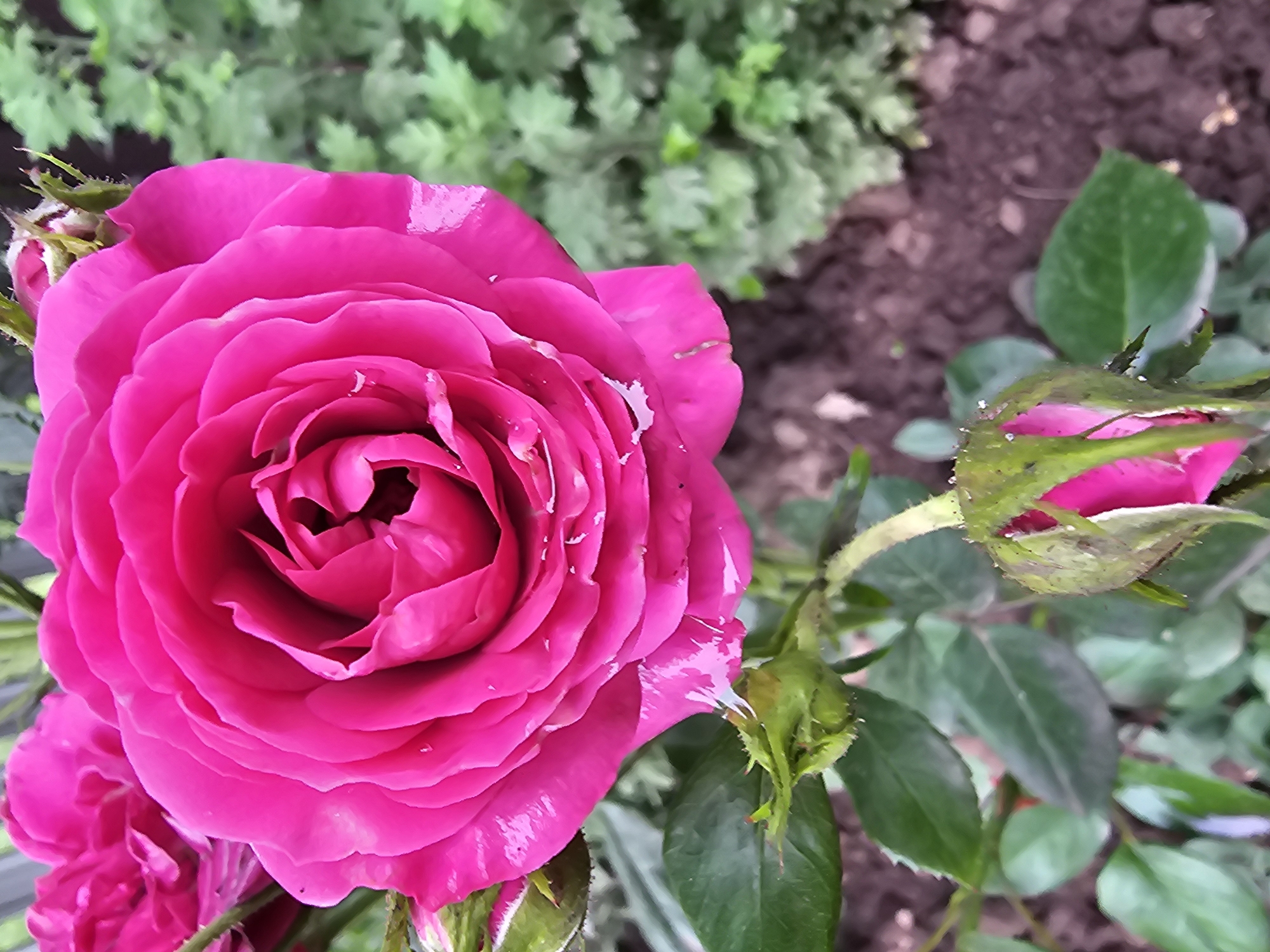 A close-up, slightly blurred, vertical shot showcases a vibrant, open pink rose bloom. The rose is the central subject, with its layered petals in varying shades of pink, some appearing lighter and almost white at the edges, possibly due to water droplets. To the left and slightly behind it, another pink rose bud or partially opened bloom is visible. Below the main rose, a smaller, green rose bud is prominent, with its sepals partially unfurled, revealing a hint of pink within. Green leaves and thorny stems surround the roses. The background is a soft focus mix of dark soil and lush green foliage, suggesting an outdoor garden setting. The overall lighting is natural, with some highlight glints on the rose petals, indicating a bright day. The scene is set in an outdoor environment, likely a garden in Kalinovka, Russia.