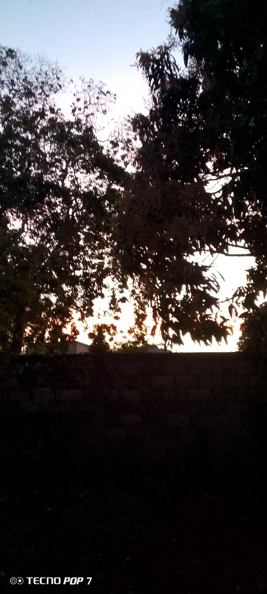 The image depicts a dimly lit, obscured view of what appears to be a sunset or sunrise scene in Altagracia, Venezuela. The foreground is dominated by a dark, textured surface, possibly a wall. Silhouetted trees and foliage frame the upper portion of the scene, partially obscuring a distant light source, which creates a glow on the horizon. The light is filtered through the trees, creating highlights. The sky above is a pale, muted color. The lower left corner of the image displays "TECNO POP 7," indicating the device used for capture.