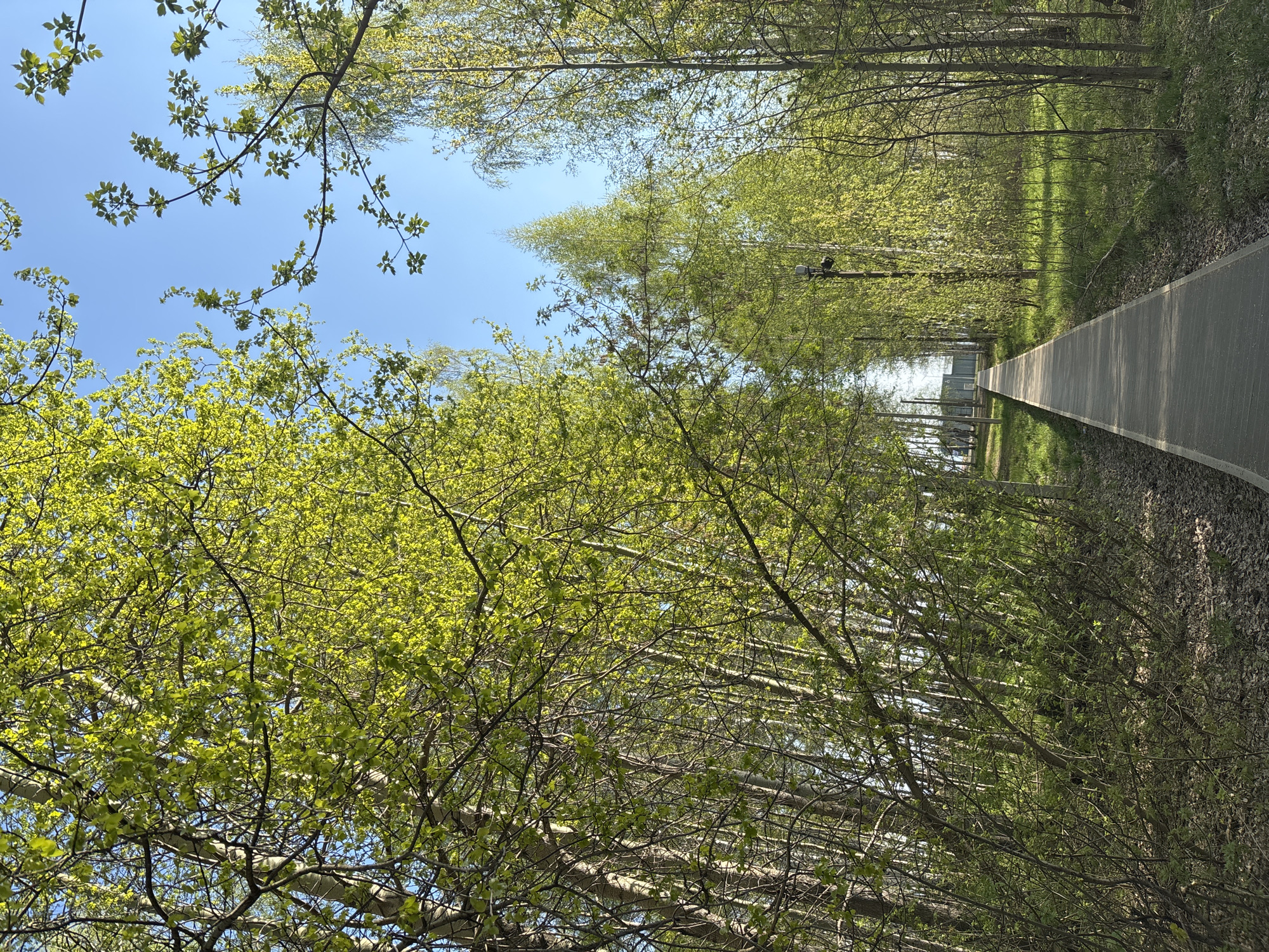 A path stretches into the distance, flanked by trees with light green leaves. The sky is visible through the branches, a clear blue with a few scattered branches. A building can be seen in the distance. The path is a light gray color and appears to be concrete or asphalt. The ground on either side of the path is covered in grass and leaves. The photo was taken in Chaikovsky, Russia.