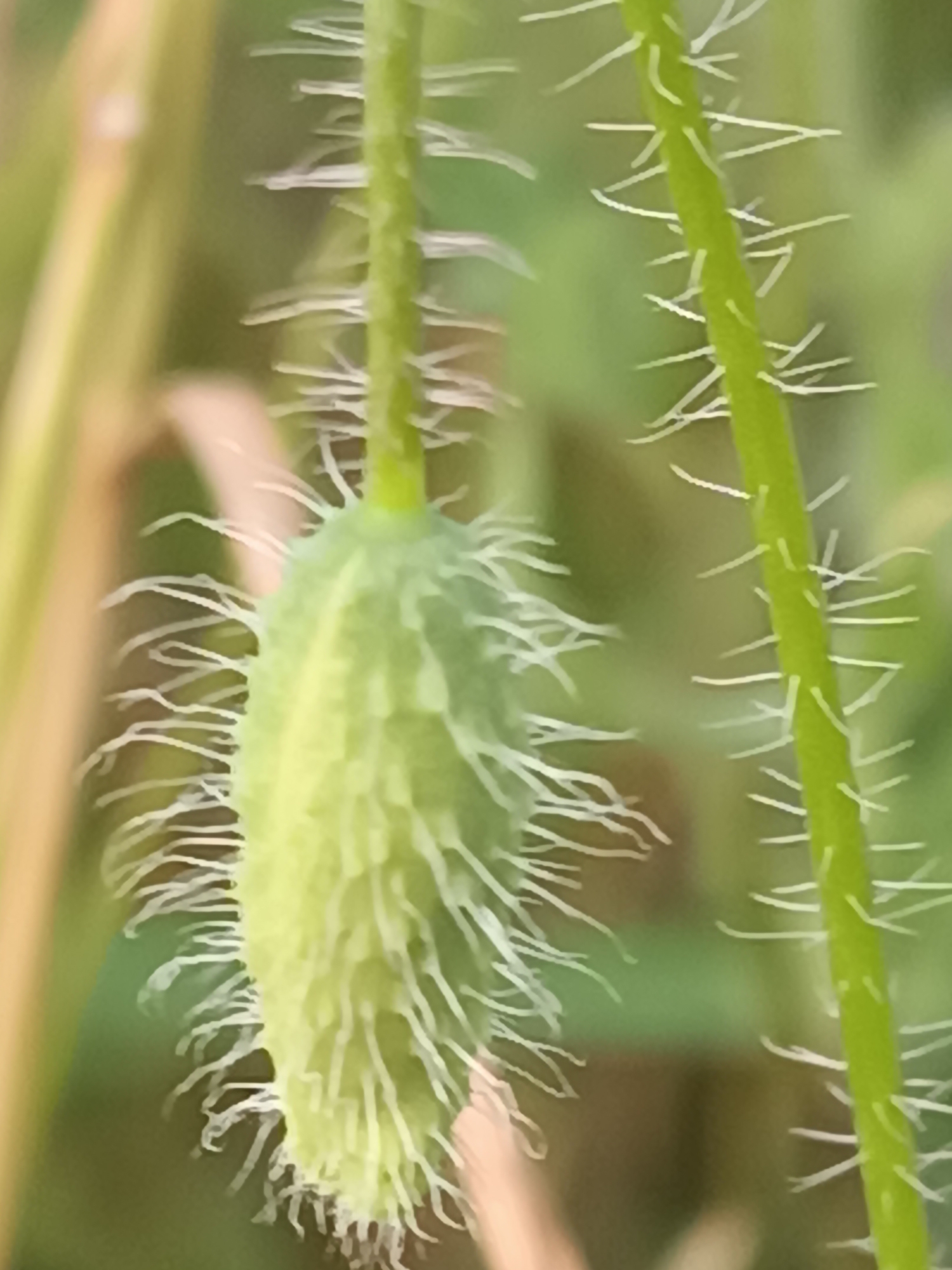 The image displays a close-up view of an elongated ovoid plant bud, light green in coloration, suspended from a slender green stem. The surface of both the bud and the visible portion of the stem is densely covered with white, filamentous trichomes exhibiting slight curvature. A second green stem, similarly covered in white trichomes, is visible vertically along the right edge of the frame. The background consists of a soft, out-of-focus blur of green and light brown hues, characteristic of natural foliage. The environment is an outdoor setting. The location of the scene is Viadana, Italy.