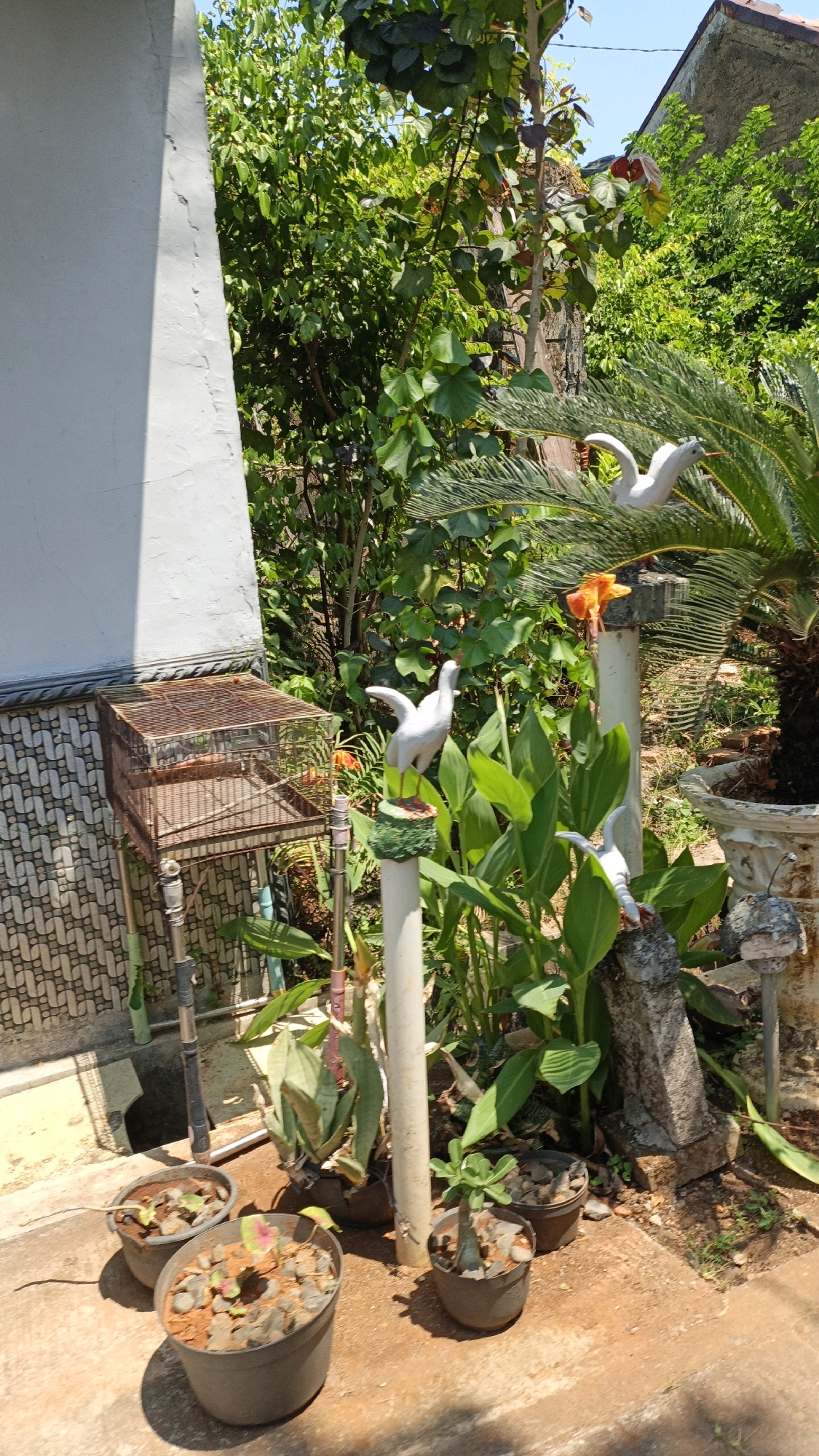 The image depicts a backyard scene in Cikal, Indonesia, on a bright, sunny day. In the foreground, several potted plants are arranged on a reddish-brown concrete surface. The pots are dark gray and contain small plants with rocky soil.
To the left, a rusty metal birdcage stands on a stand. The cage is square and appears to be quite old. Behind the cage, the wall of a building is visible, constructed with light-colored plaster and a patterned tile border at the bottom.
The background is filled with lush green foliage, suggesting a tropical environment. Various plants, including large-leafed ones and a palm tree on the right, create a dense, verdant backdrop.
Several decorative white bird statues are placed throughout the scene. One is positioned on a stand in the middle ground, facing left with its wings spread. Another is visible further back, near the palm tree, and a third, smaller bird statue is located on a stone base in the right middle ground. An orange flower can be seen behind the middle bird statue. A white pipe runs vertically through the center of the image, supporting some of the decorative elements. The overall impression is a somewhat unkempt but vibrant garden space.